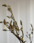 Magnoliagren Knopper