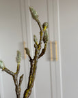 Magnoliagren Knopper