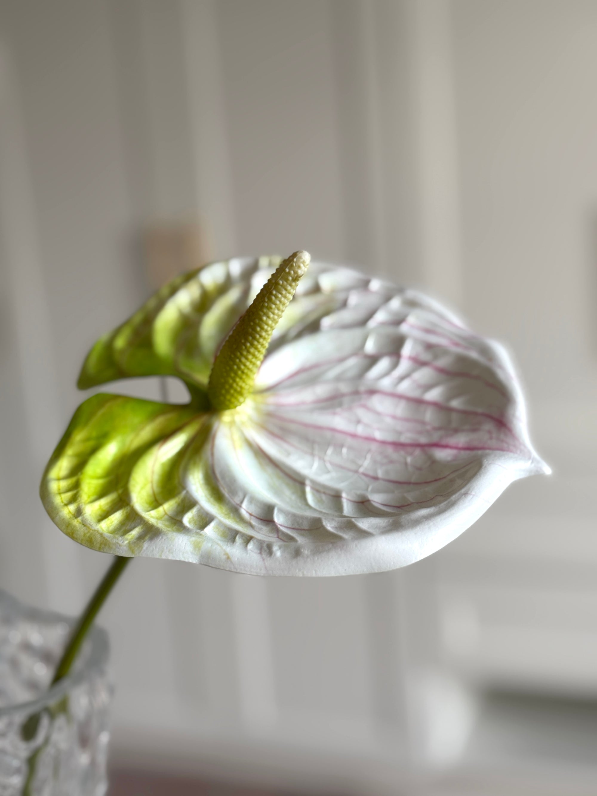 Anthurium - Hvid/ Grøn