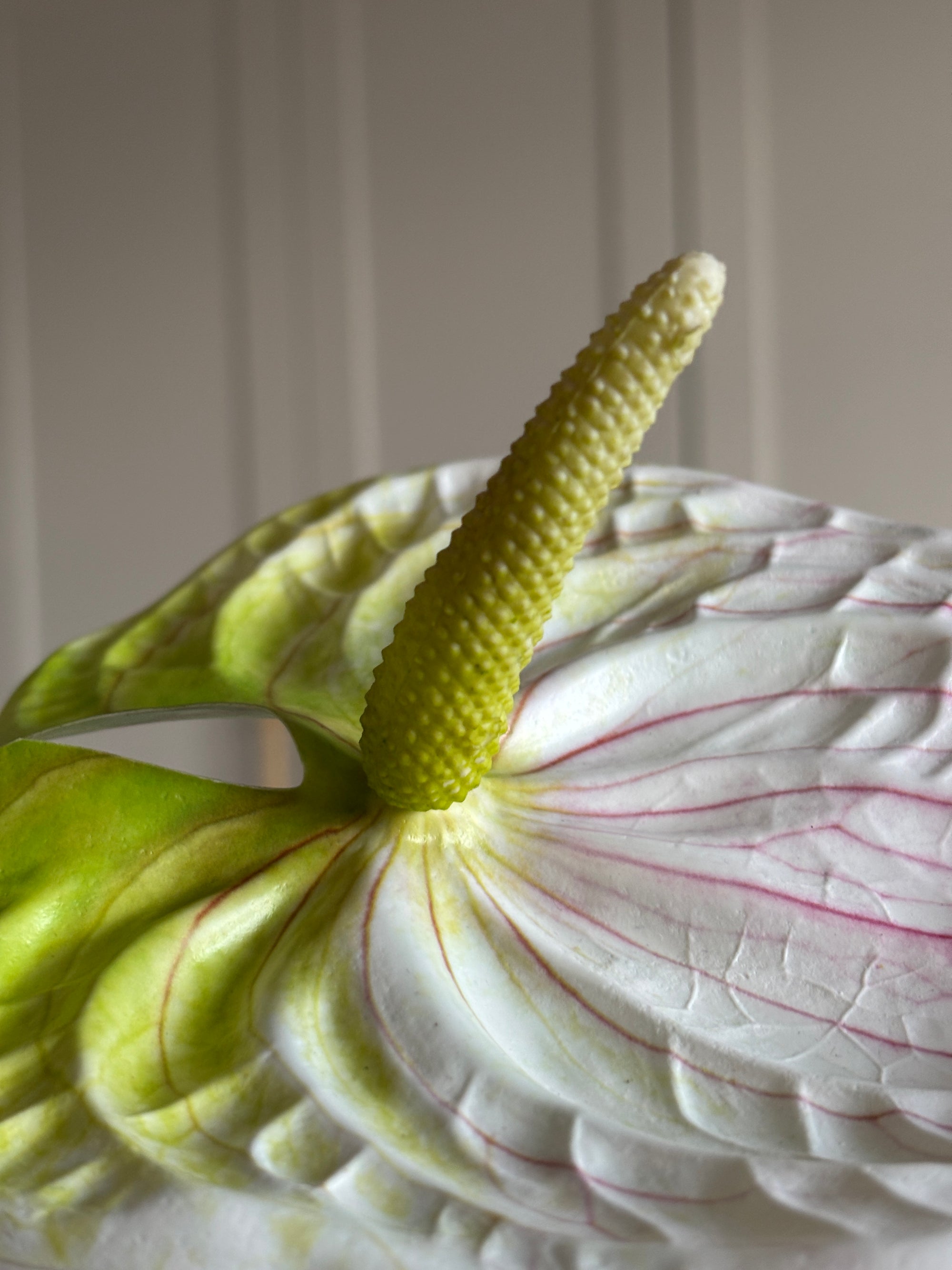 Anthurium - Hvid/ Grøn