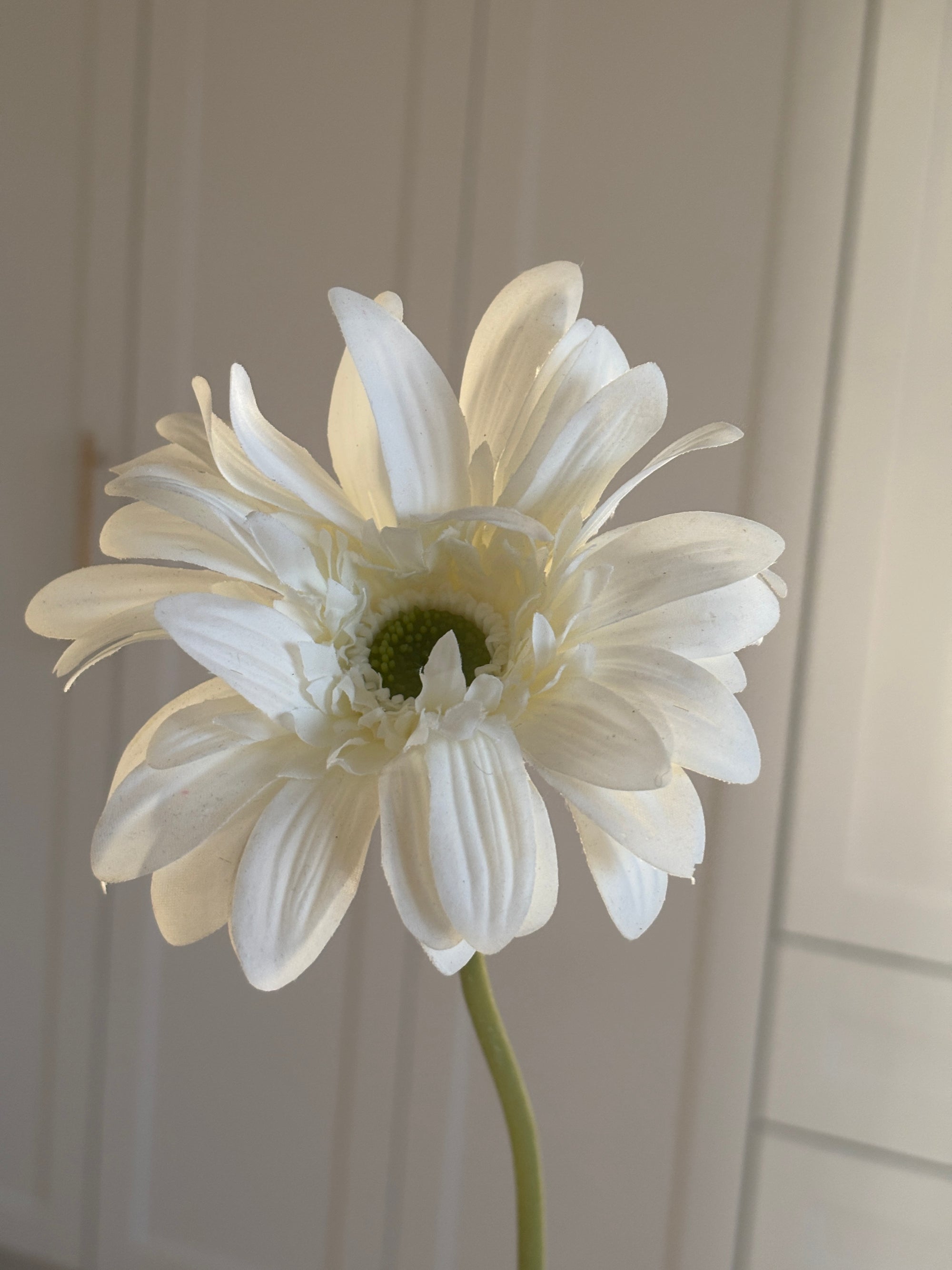 Gerbera - Hvid