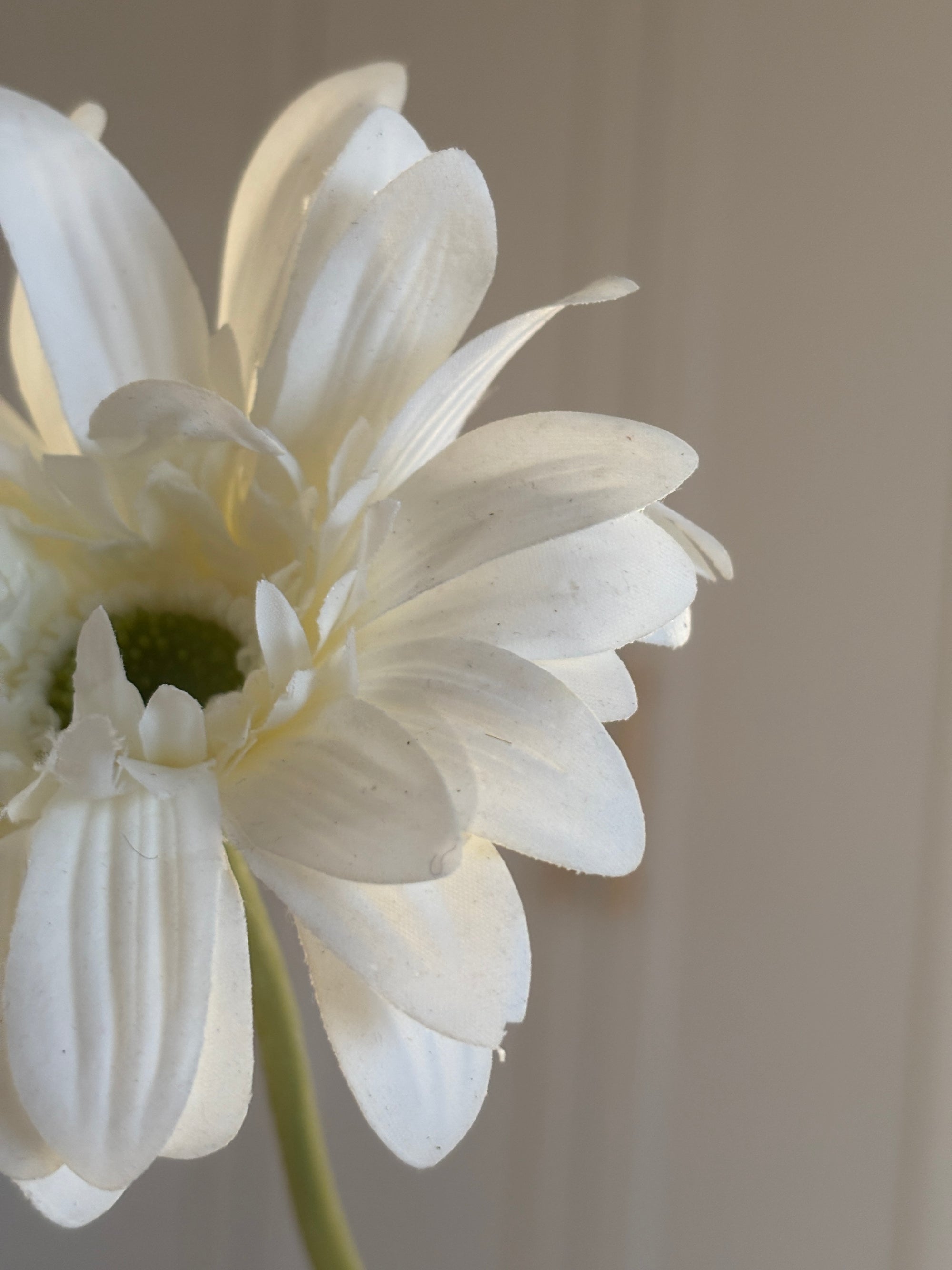 Gerbera - Hvid