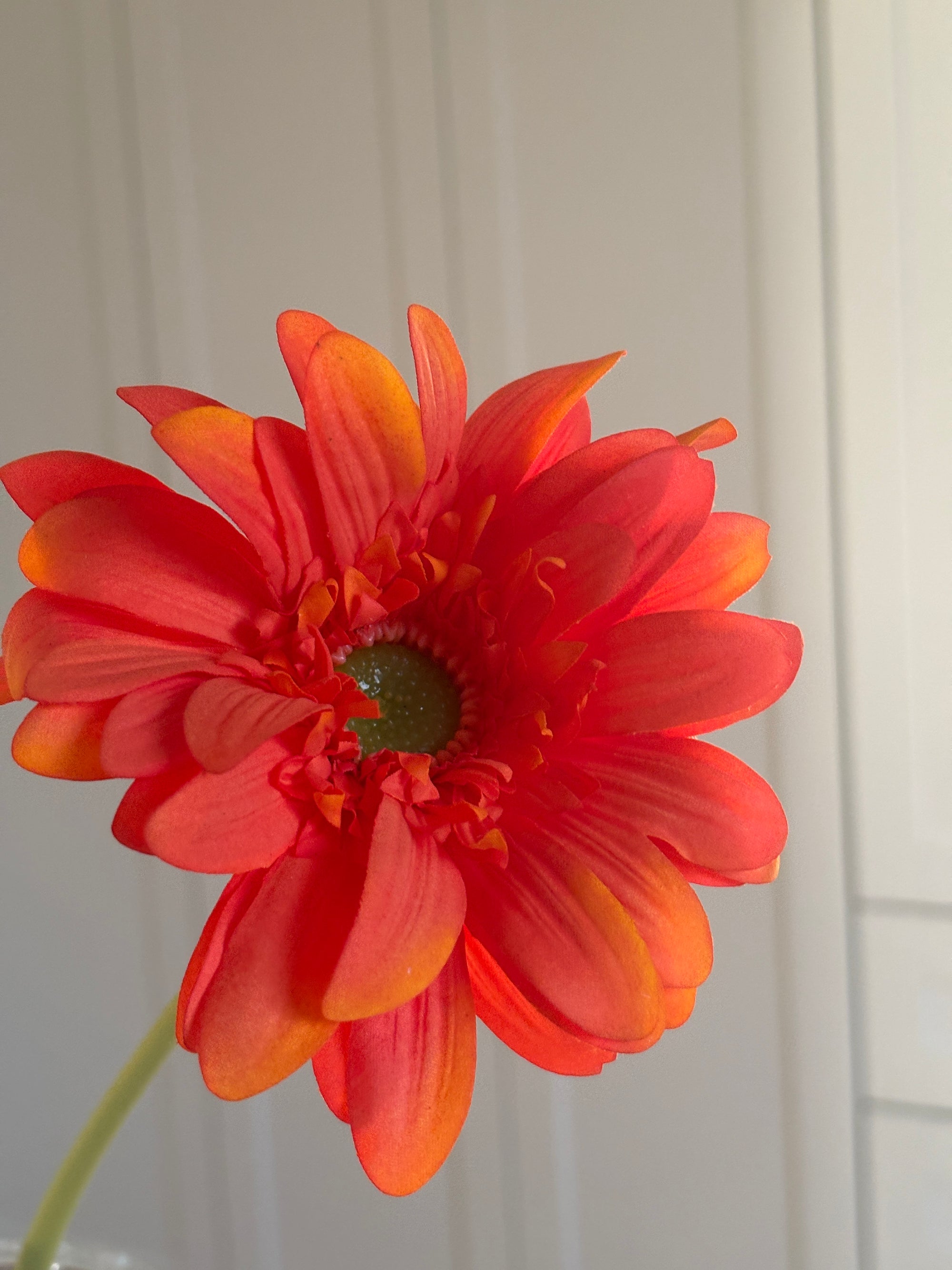 Gerbera - Orange