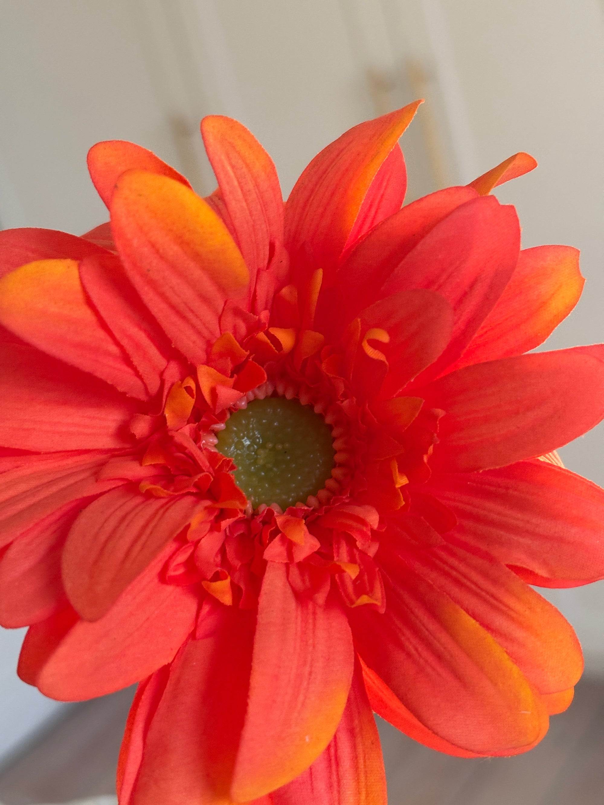 Gerbera - Orange