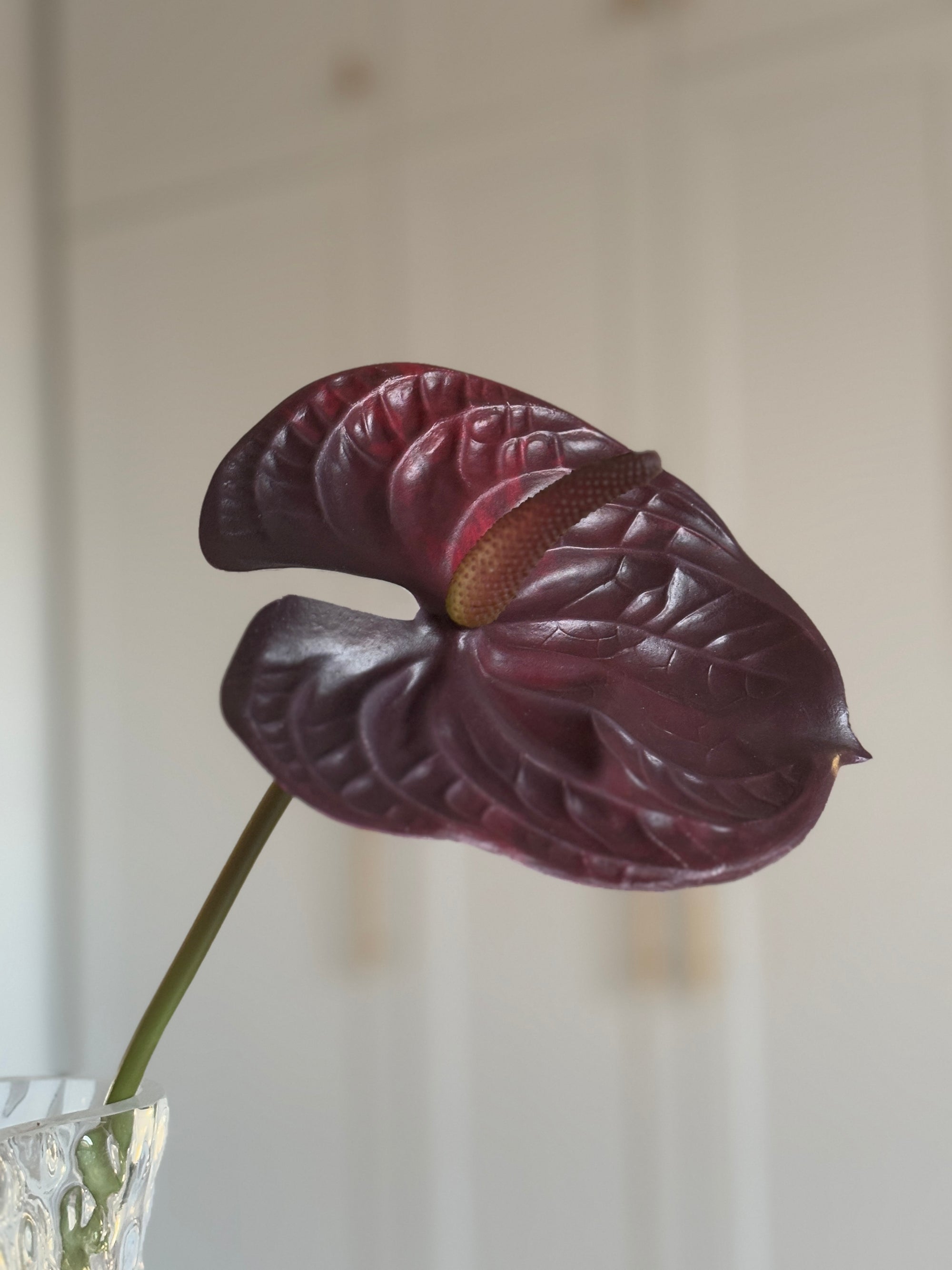 Anthurium - Burgundy