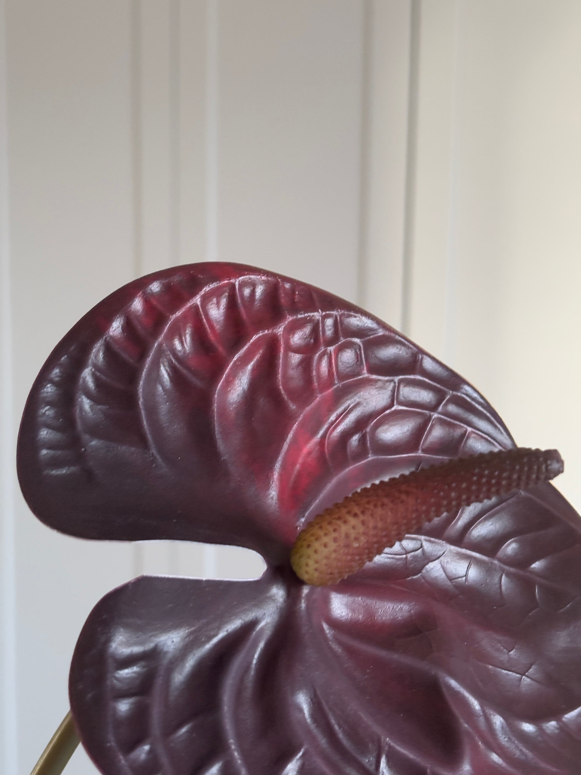 Anthurium - Burgundy