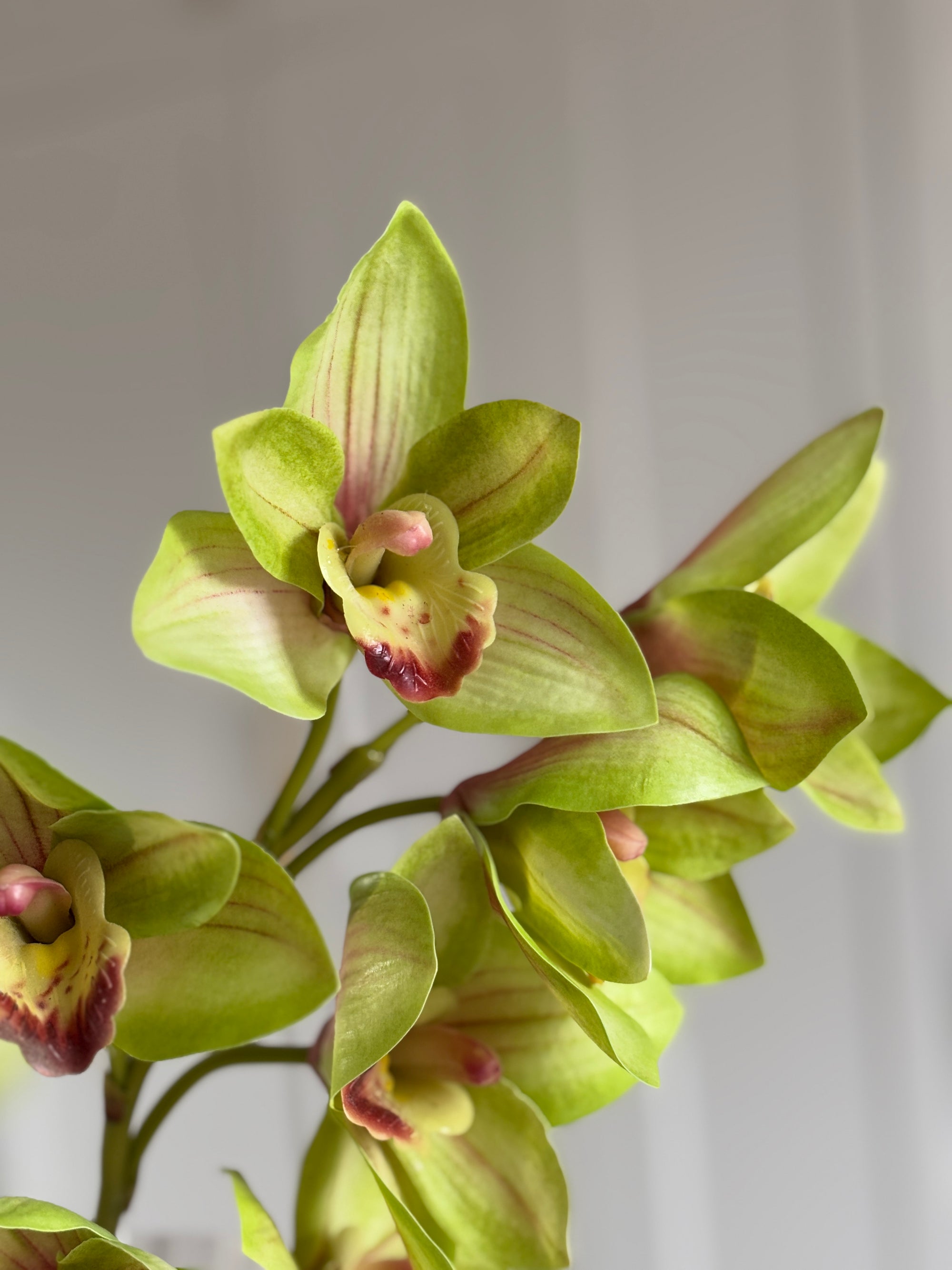 Cymbidium Orkidé - Grøn