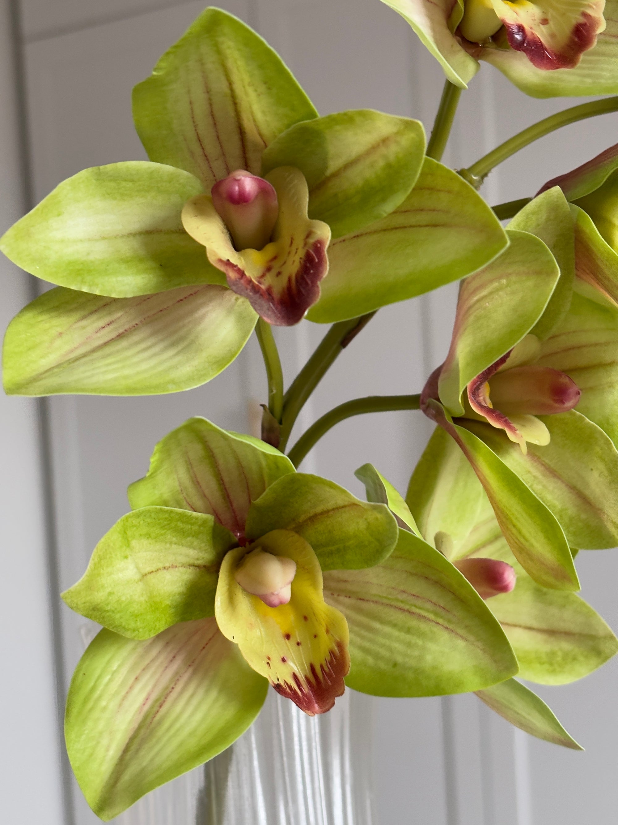 Cymbidium Orkidé - Grøn