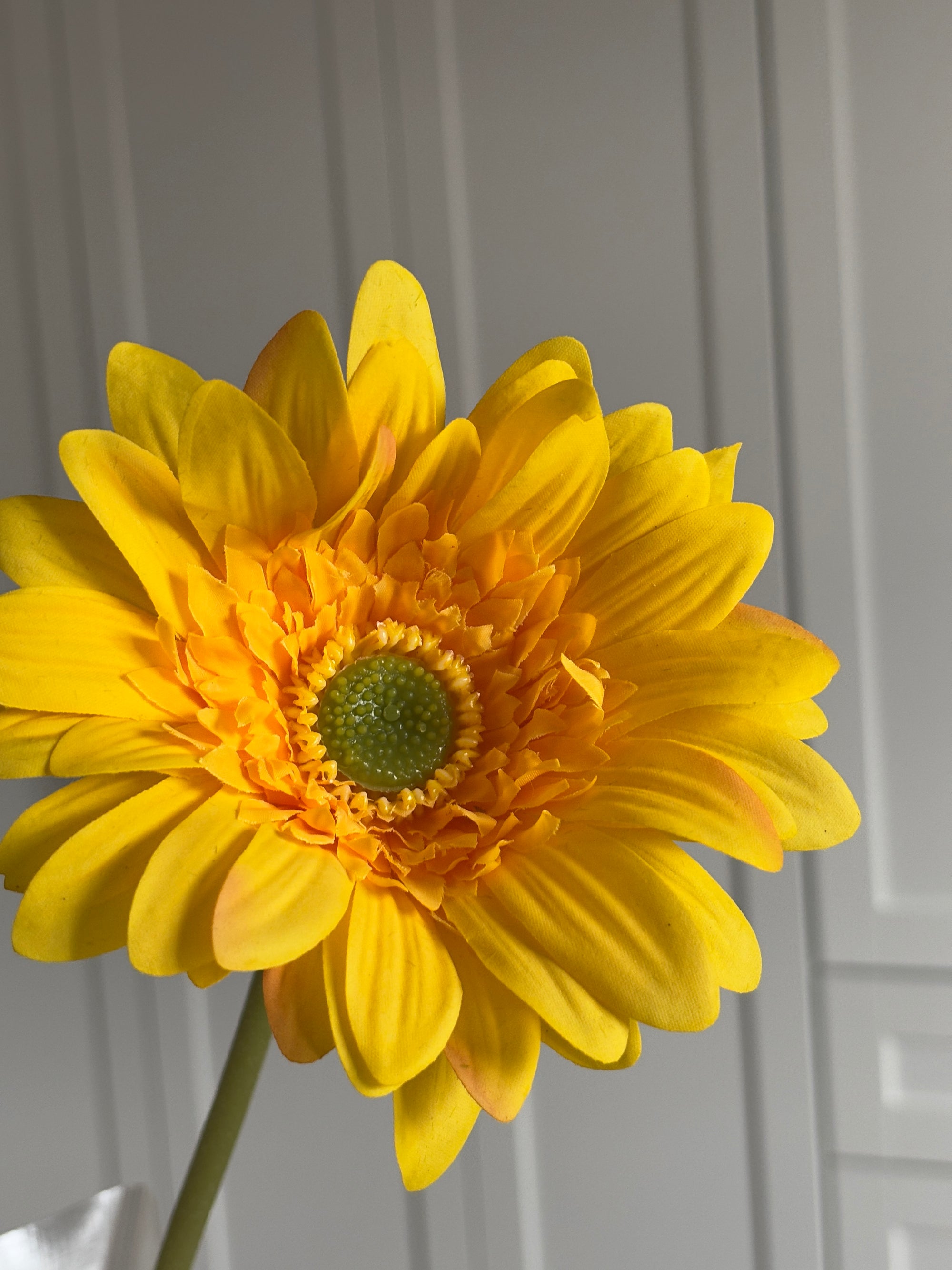 Gerbera - Gul