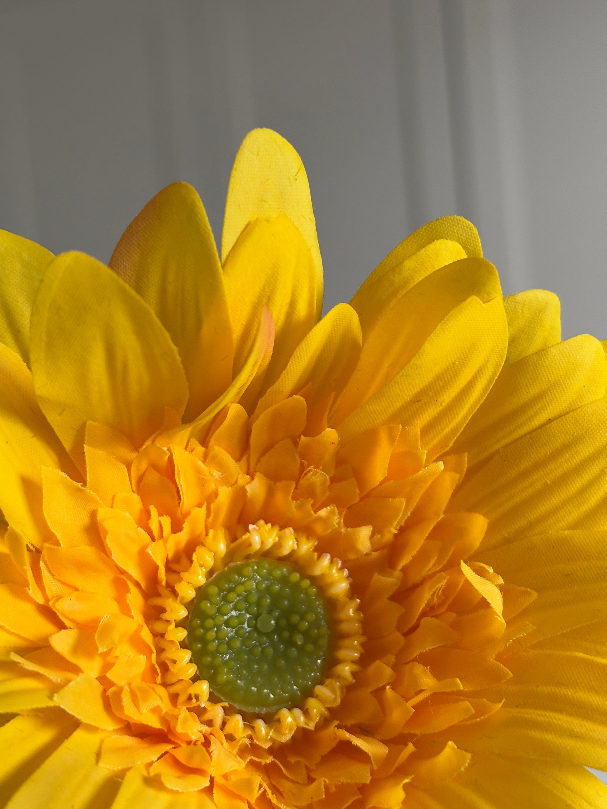 Gerbera - Gul