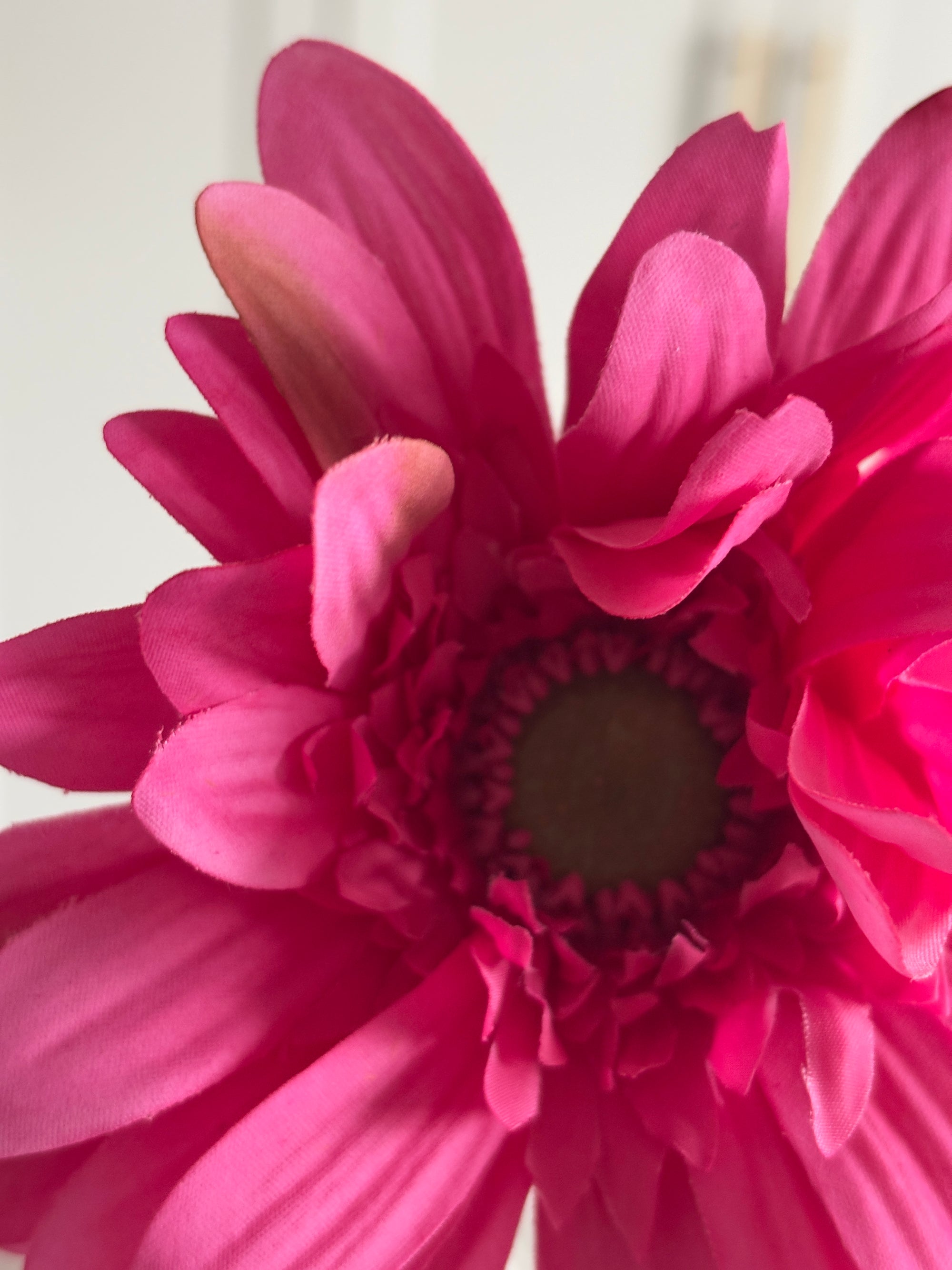 Gerbera - Pink