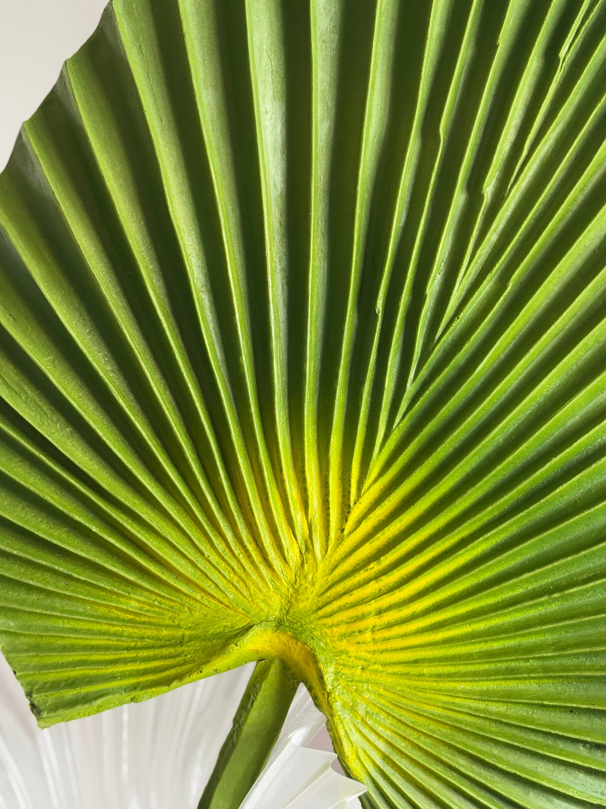 Fan Palm Lille