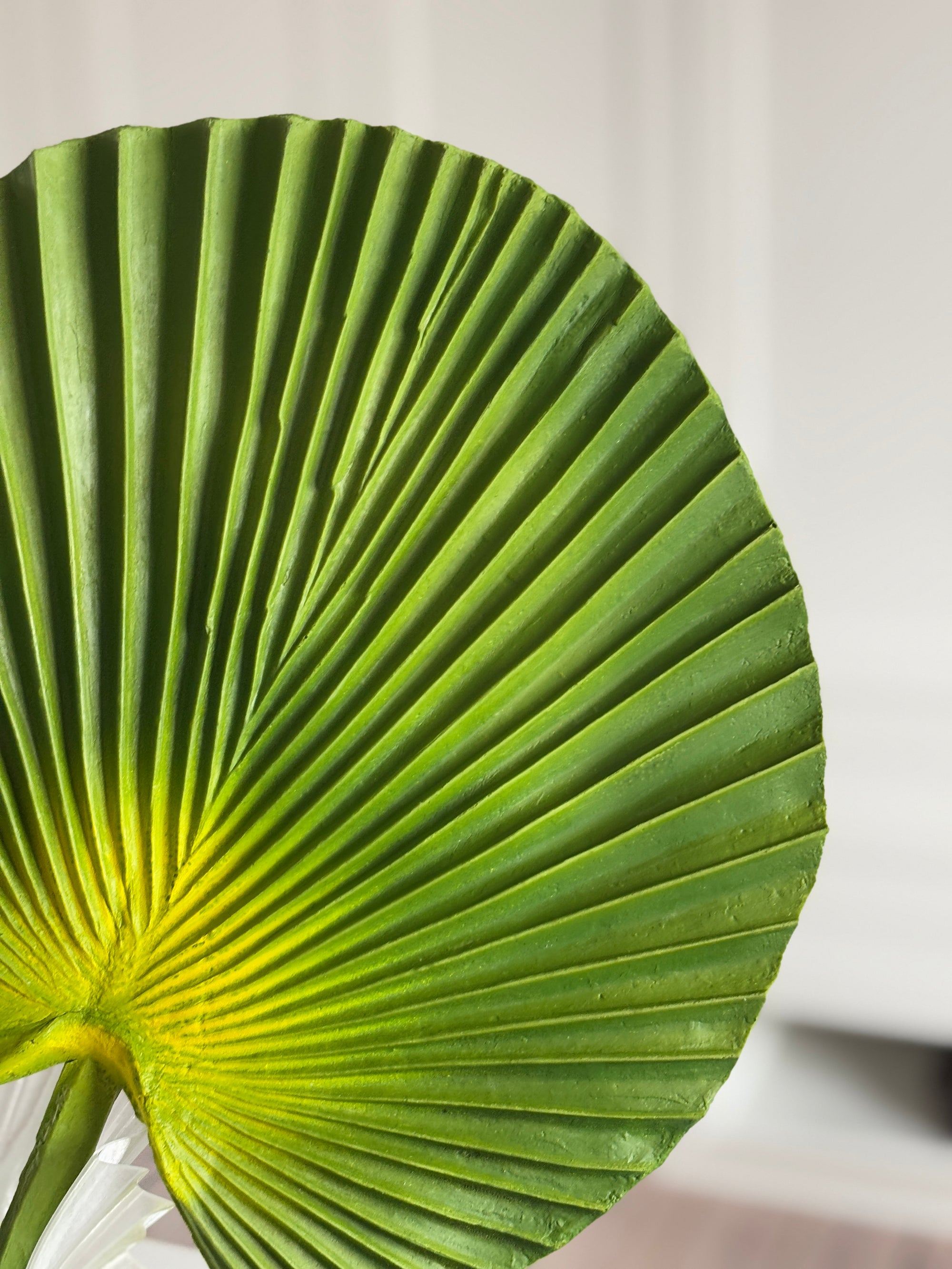Fan Palm Lille