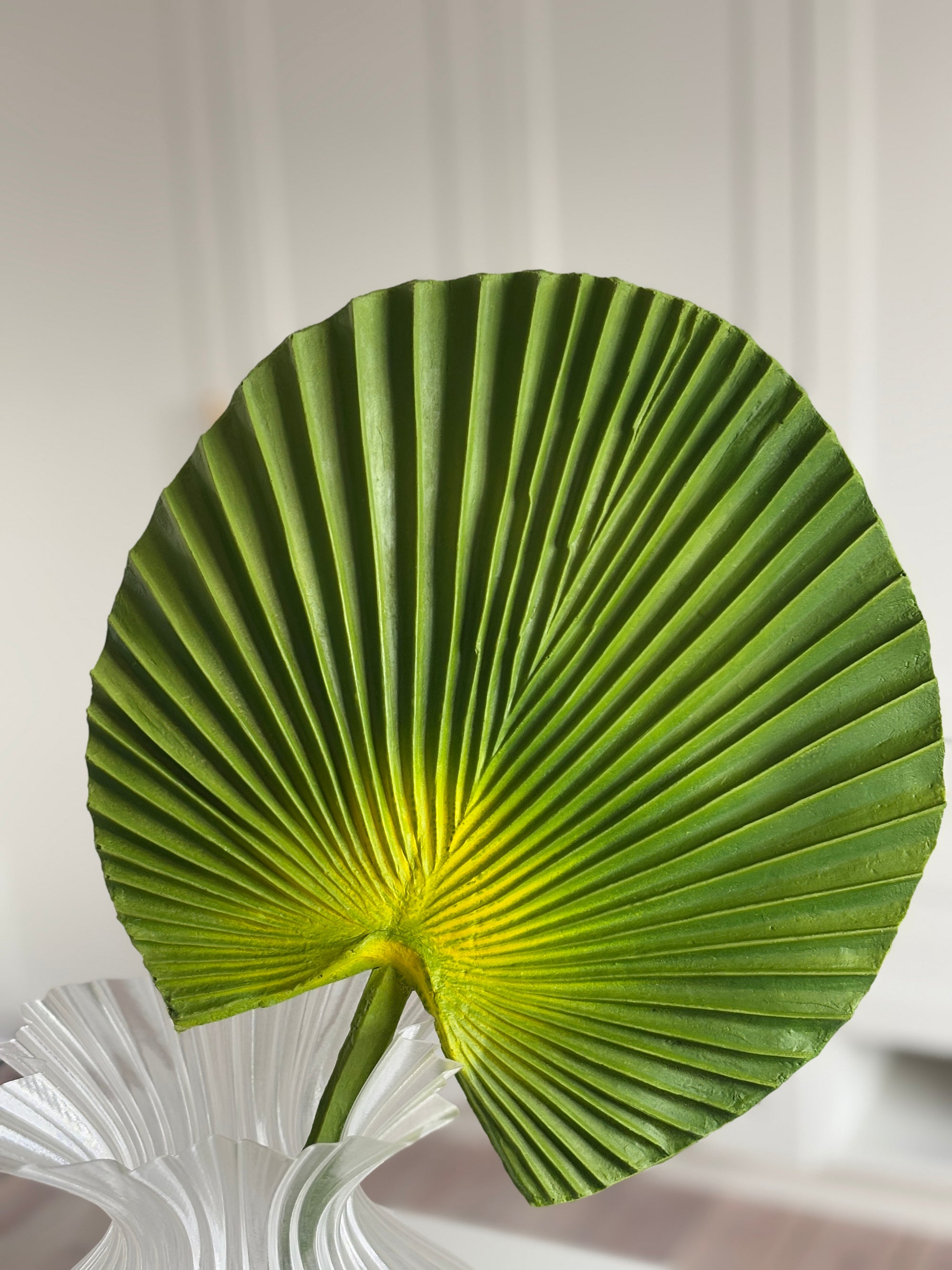 Fan Palm Lille