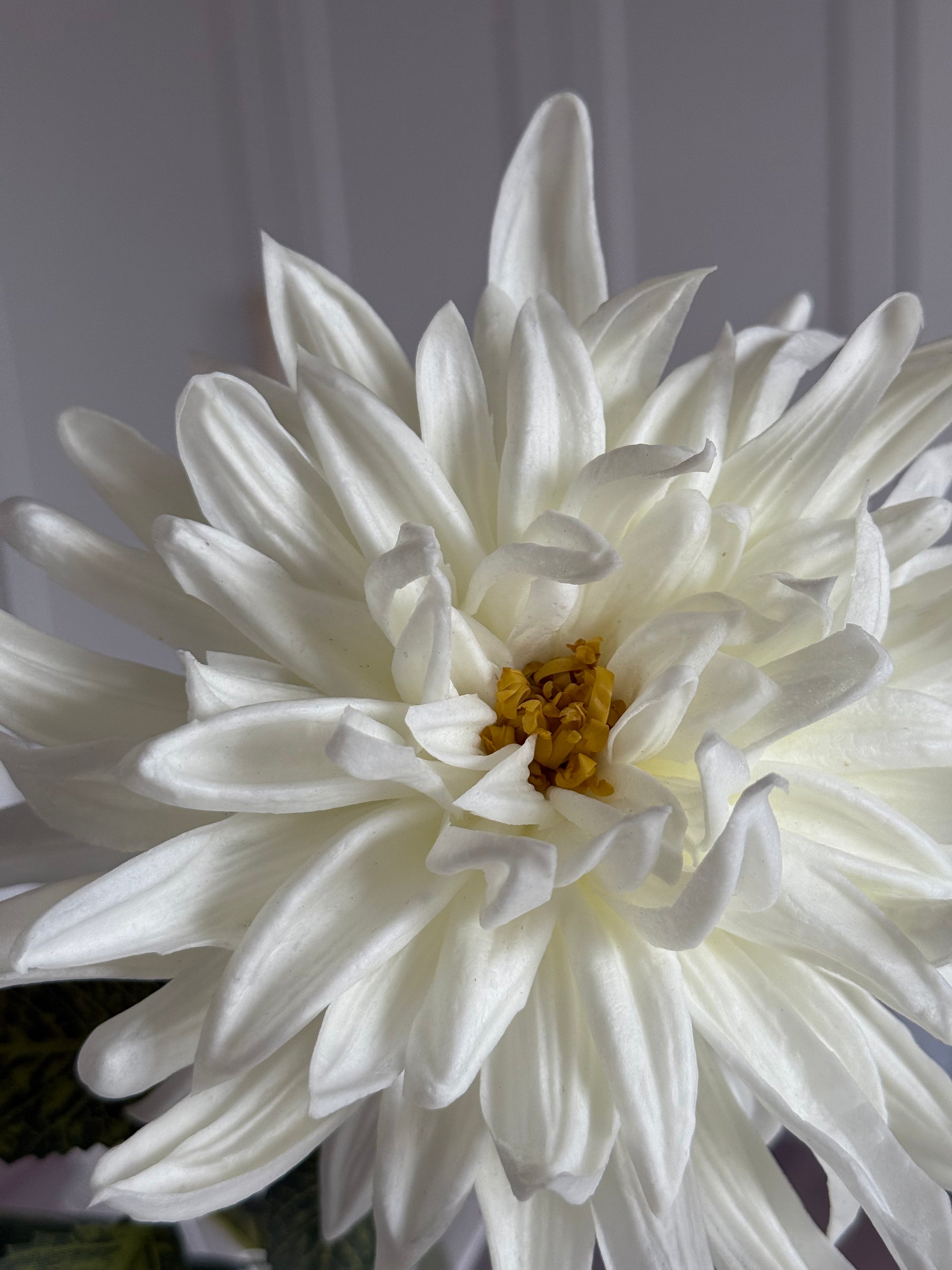 Dahlia - Hvid