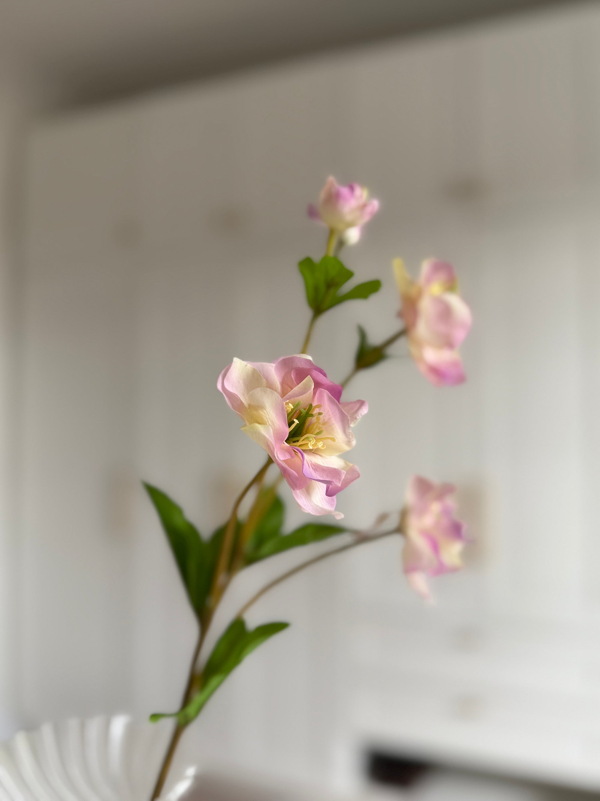 Hellebore - Rosa