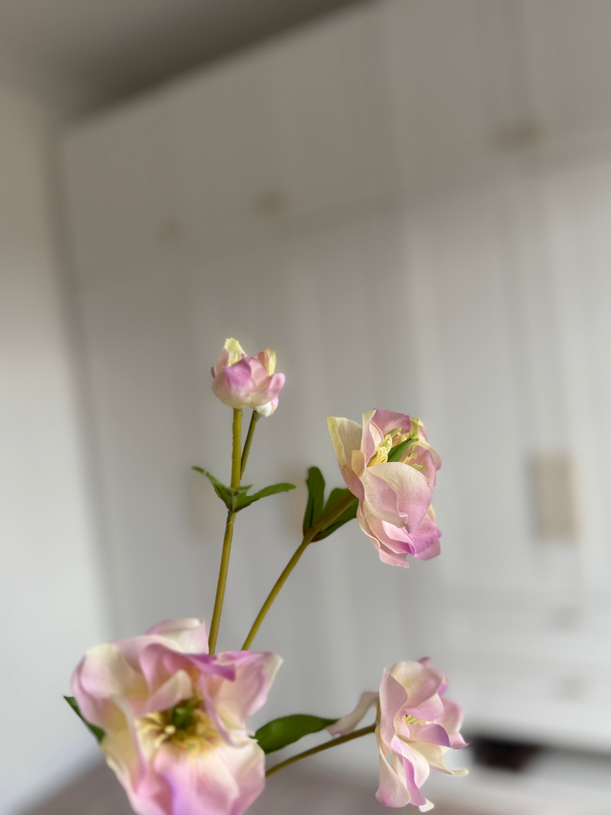 Hellebore - Rosa