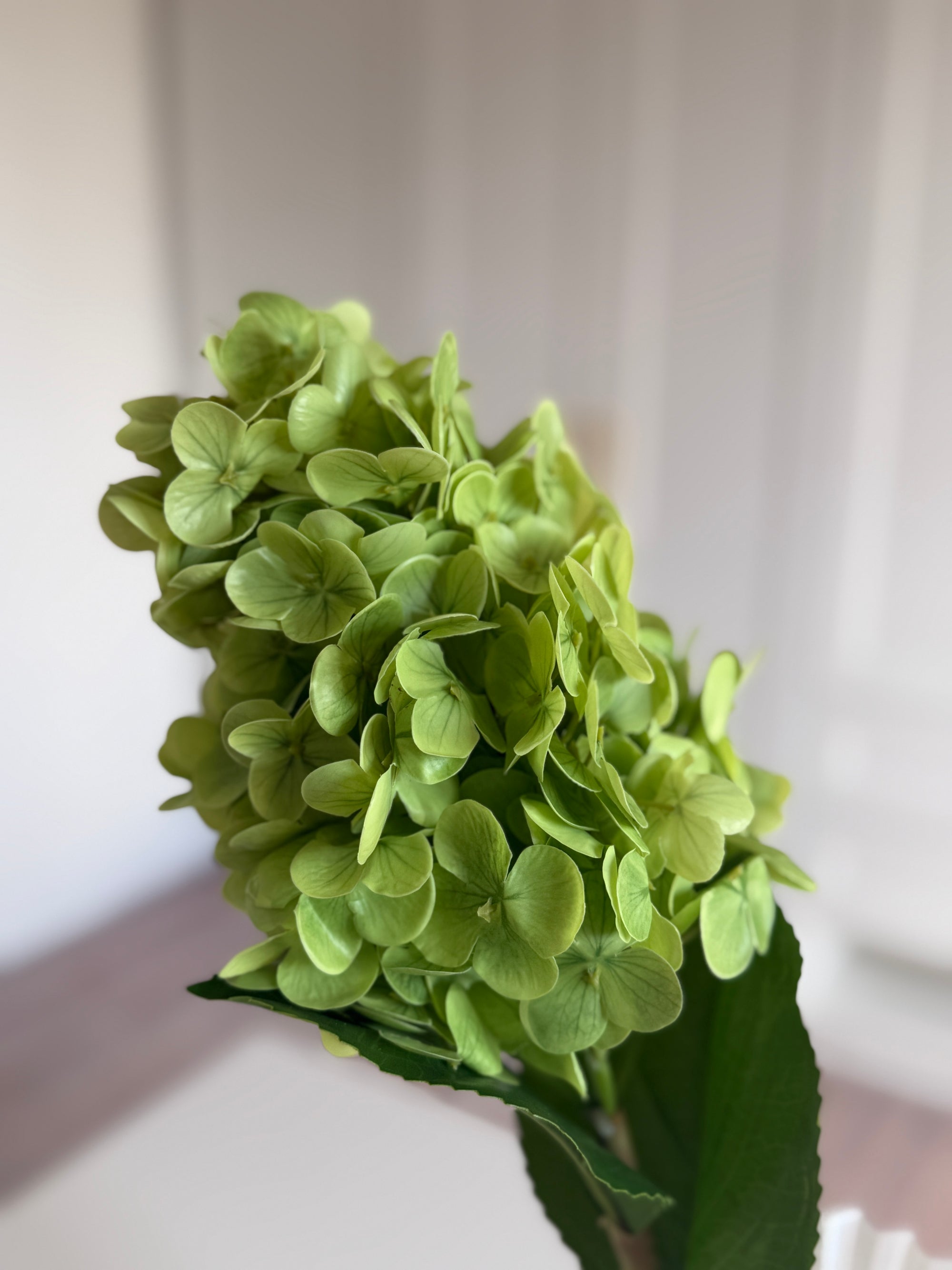 Syrenhortensia - Grøn