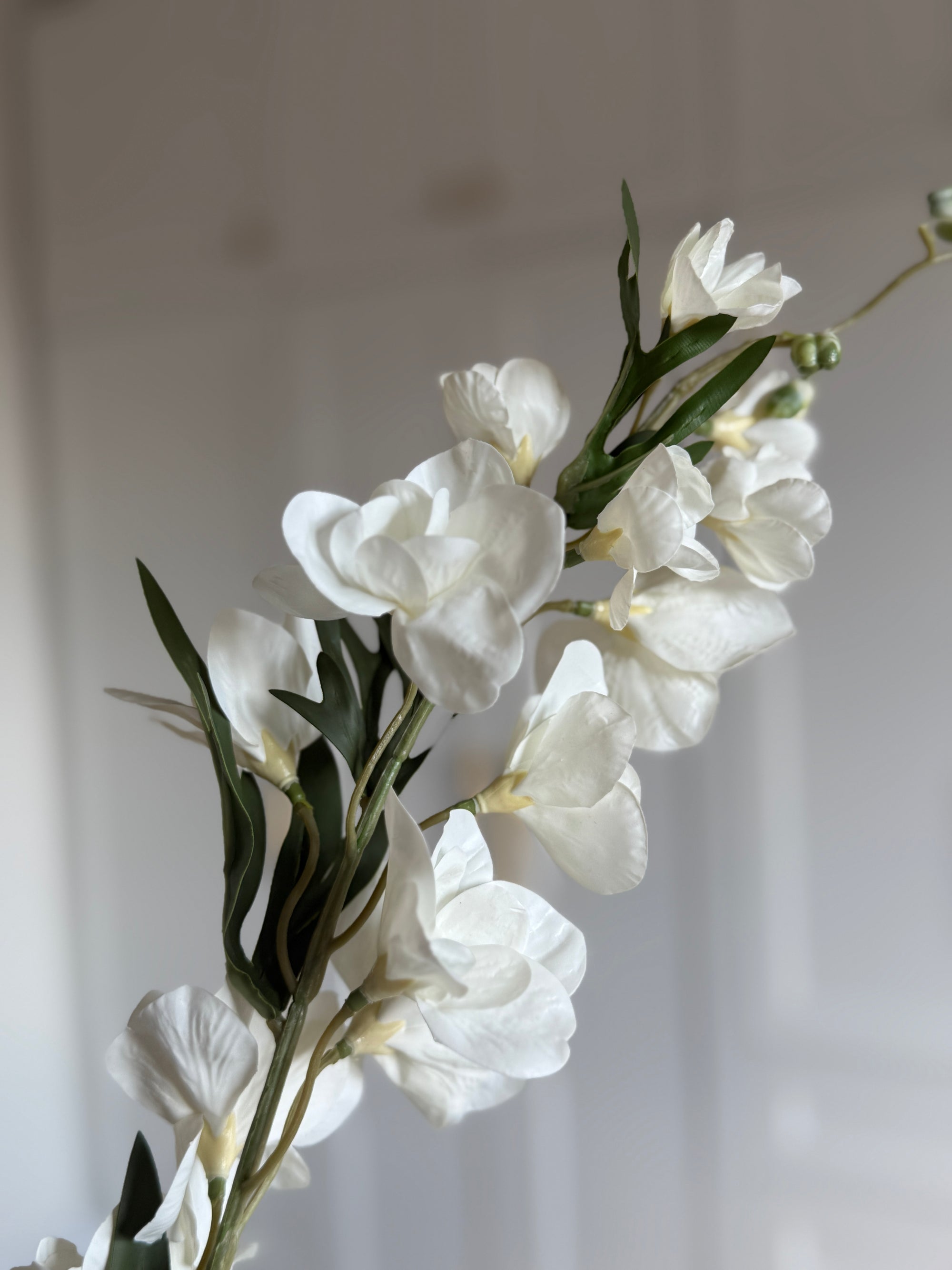 Delphinium - Hvid
