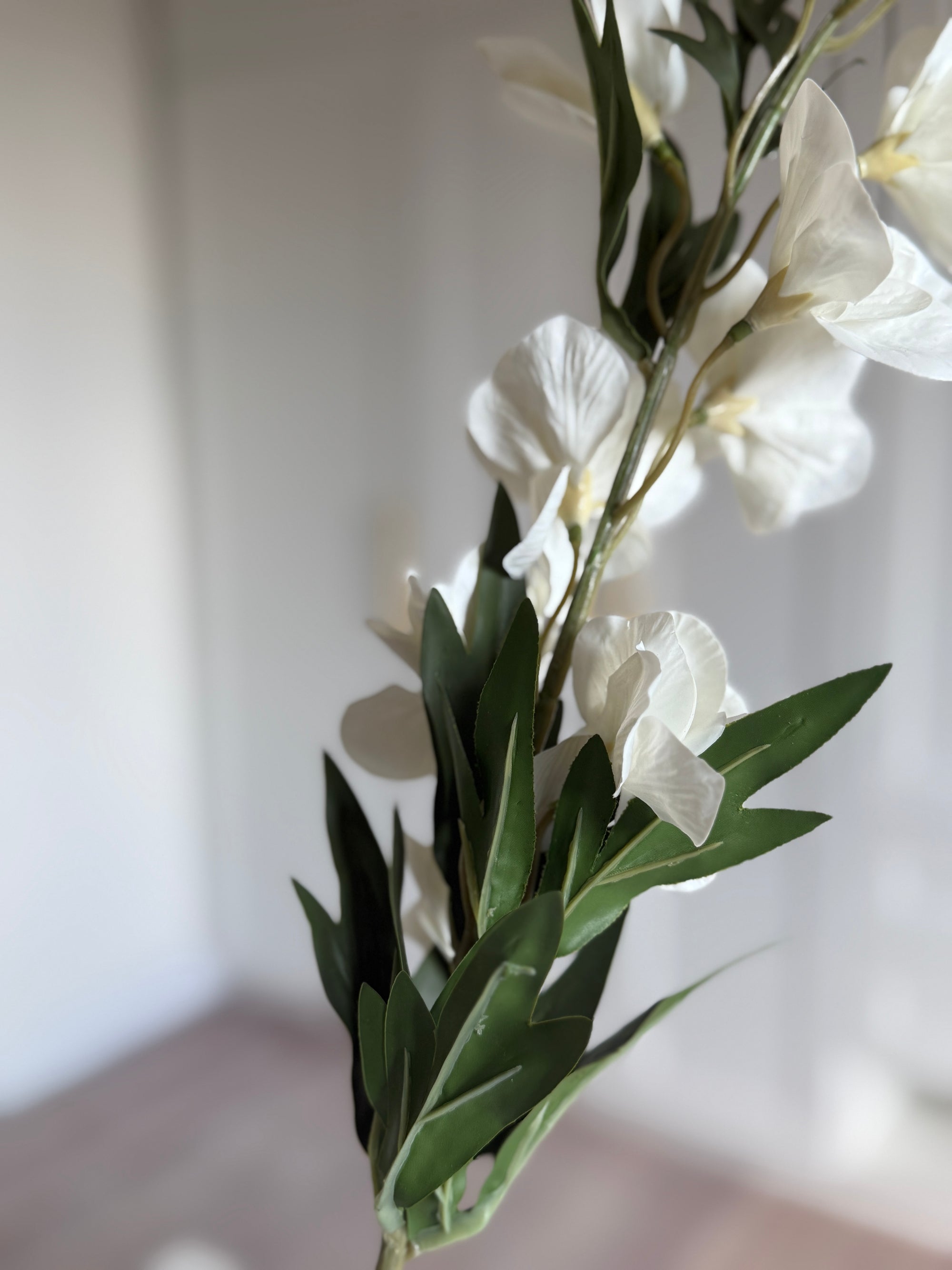 Delphinium - Hvid