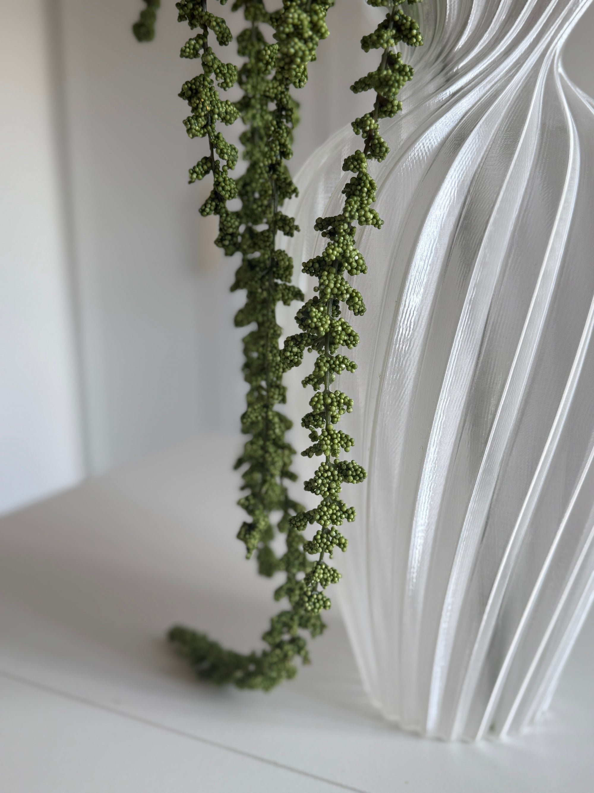 Amaranthus Vitis