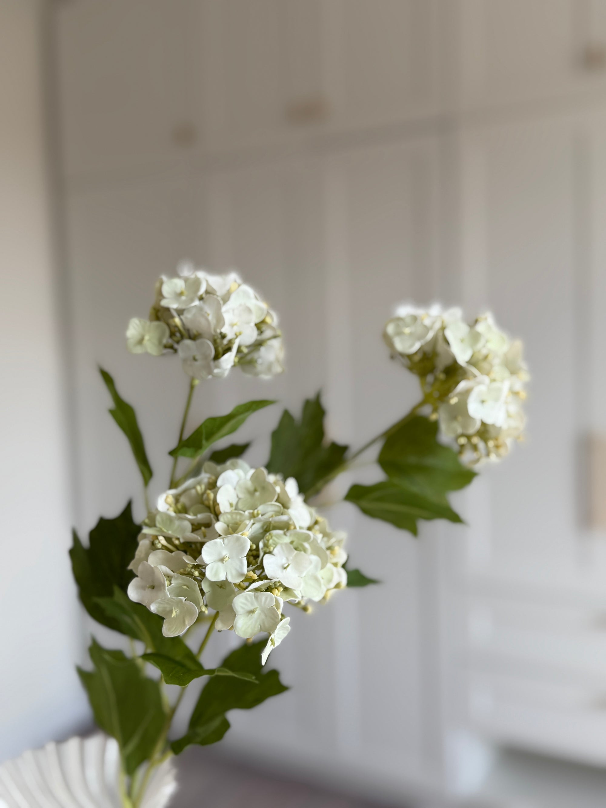 Snowball Hortensia - Hvid