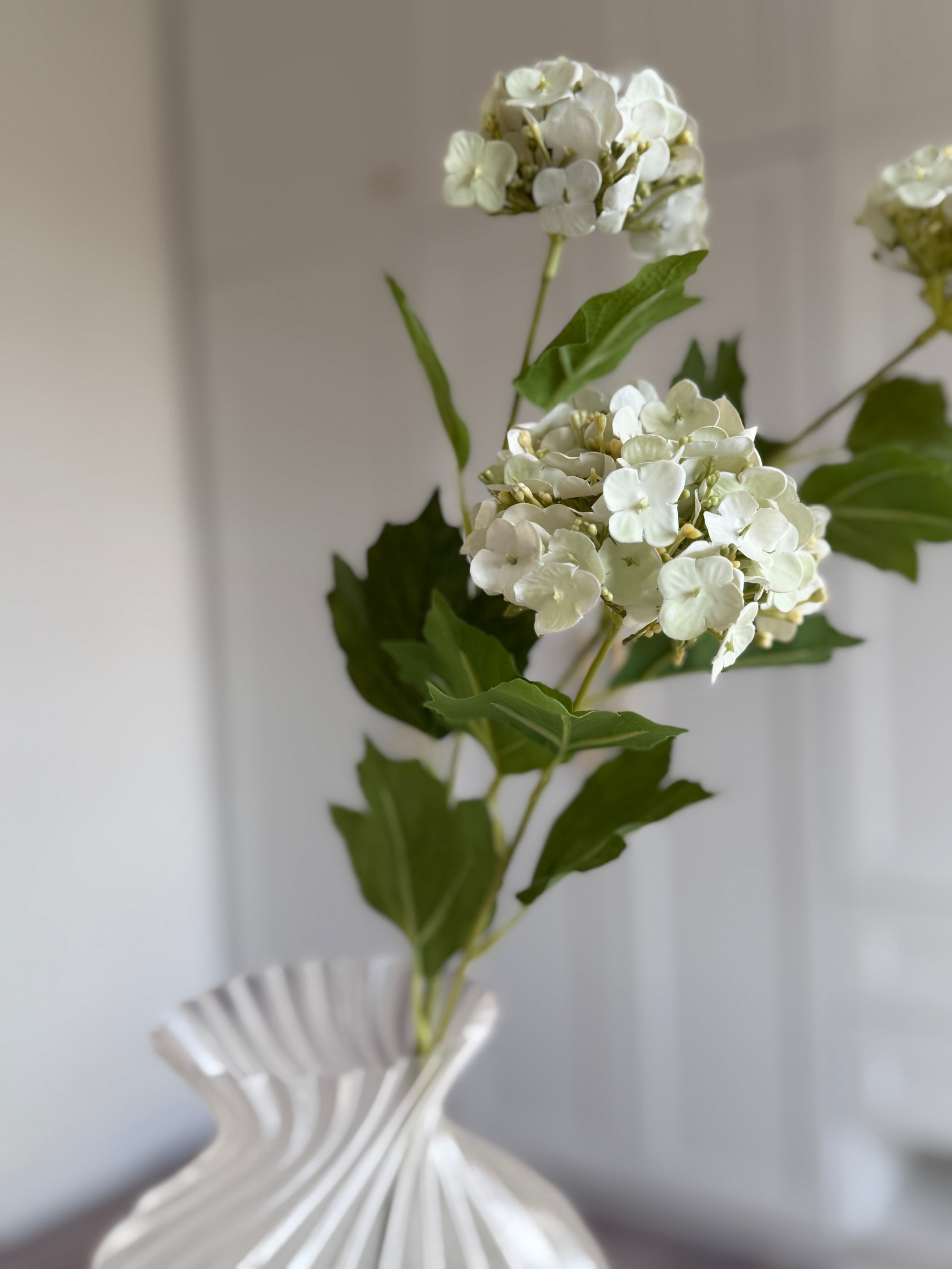 Snowball Hortensia - Hvid