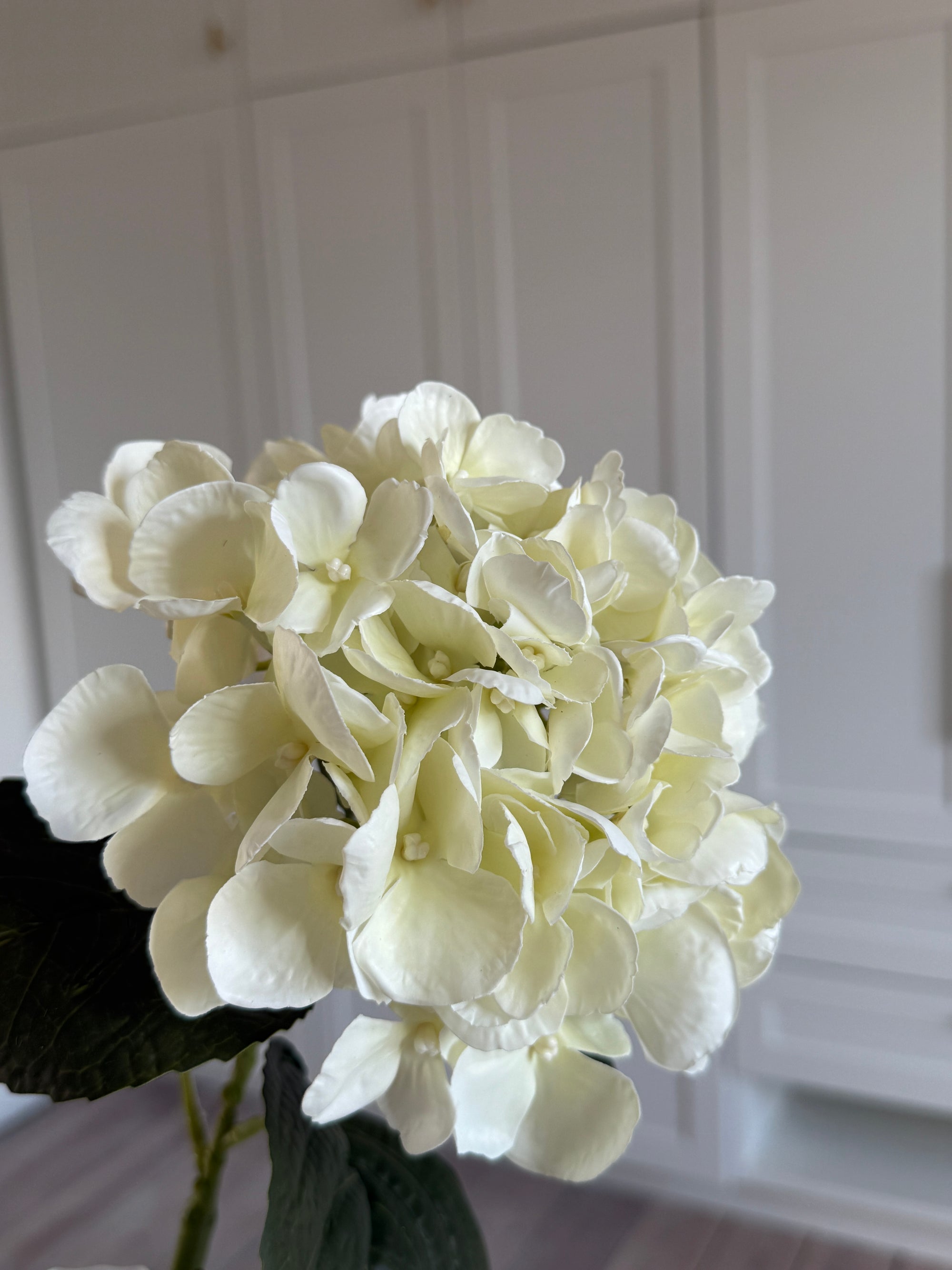 Hortensia Lille - Creme
