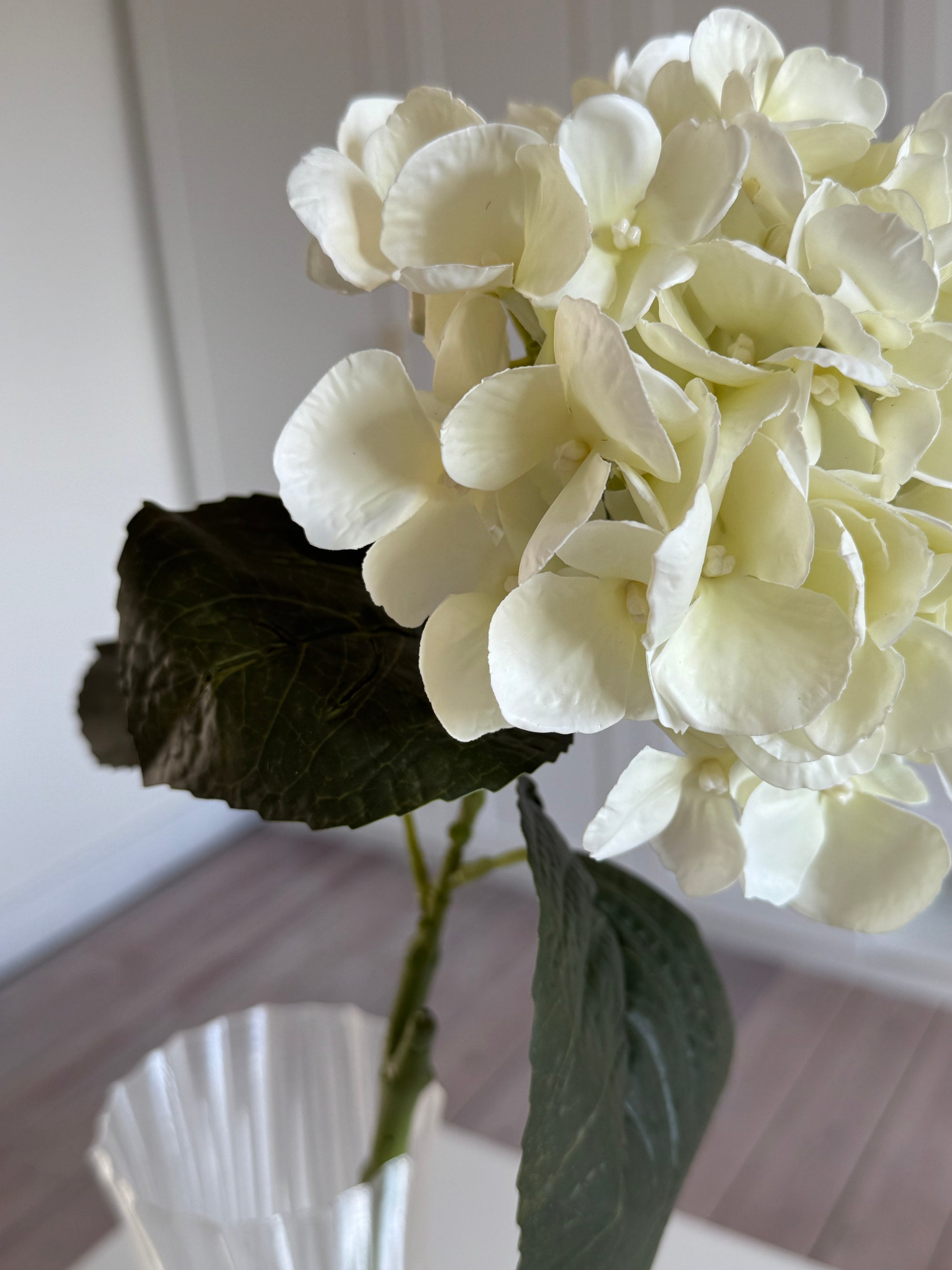 Hortensia Lille - Creme