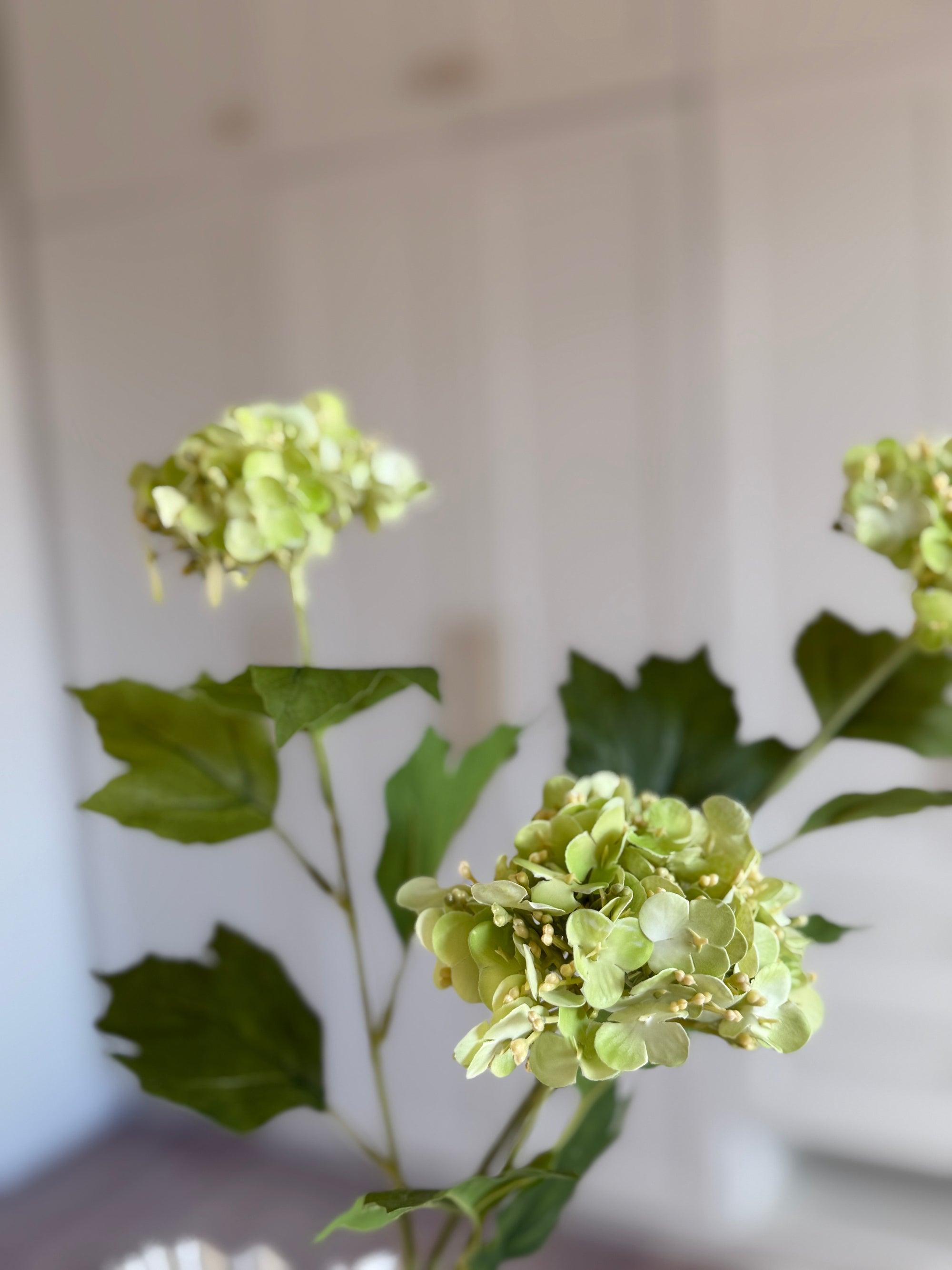 Snowball Hortensia - Grøn