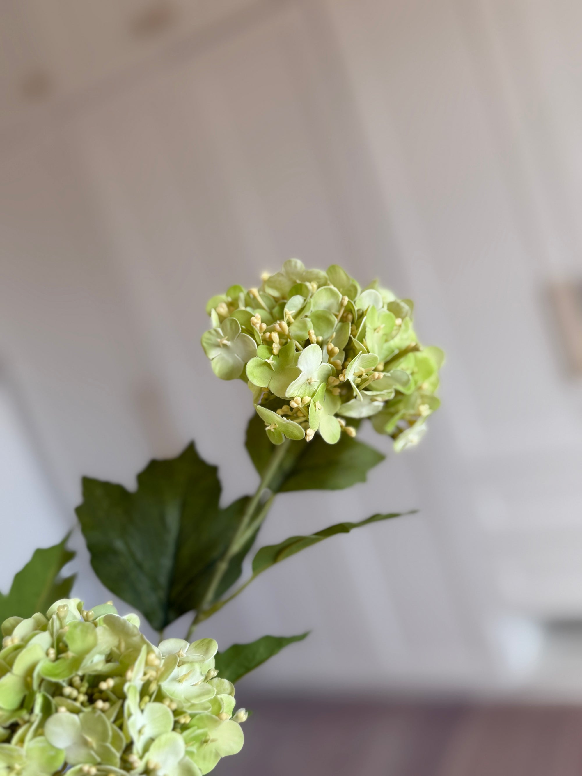 Snowball Hortensia - Grøn