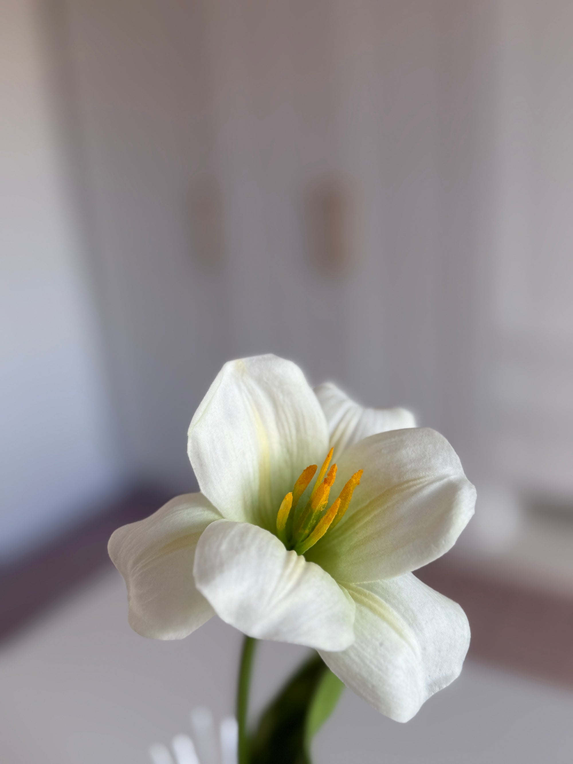 Tulipan Åben - Hvid