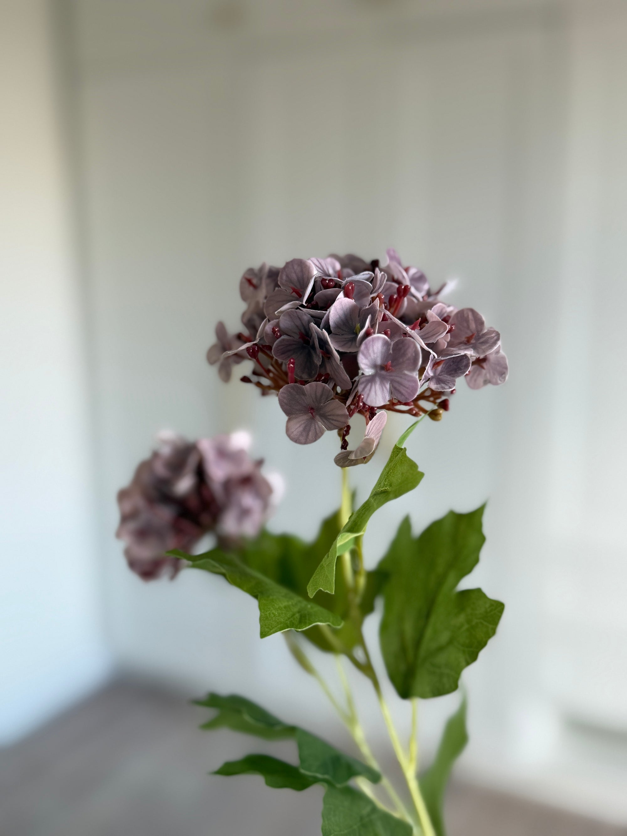Snowball Hortensia - Lilla