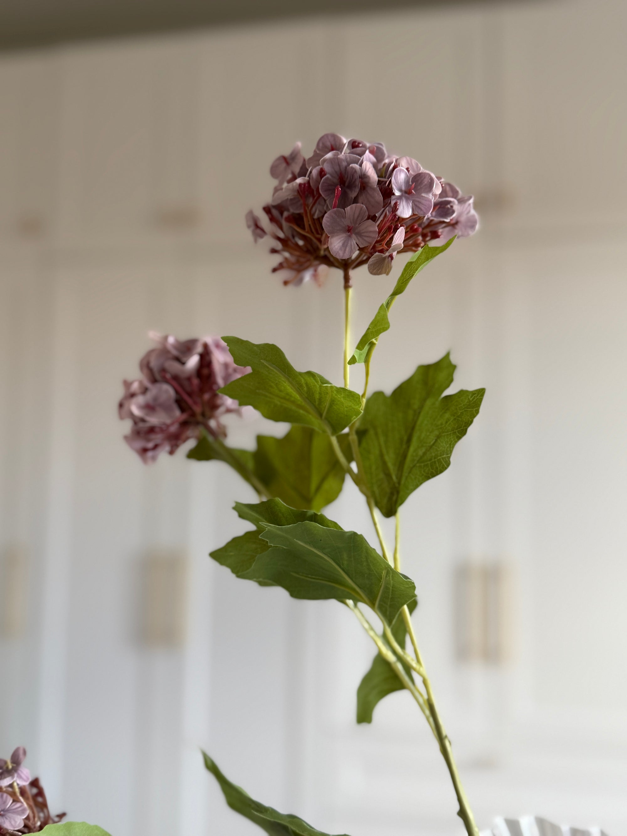 Snowball Hortensia - Lilla