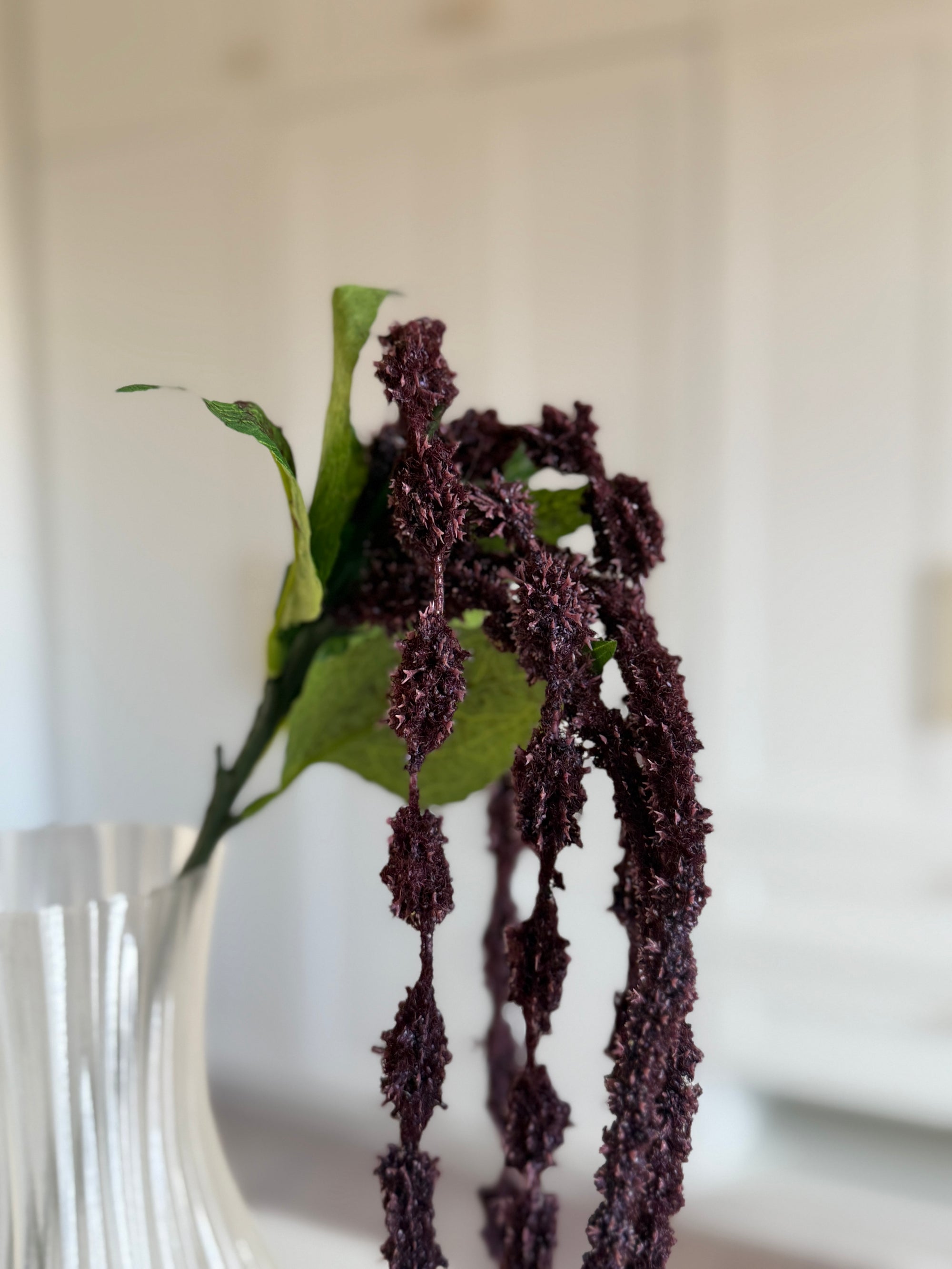 Amaranthus Caudatus Lang - Lilla