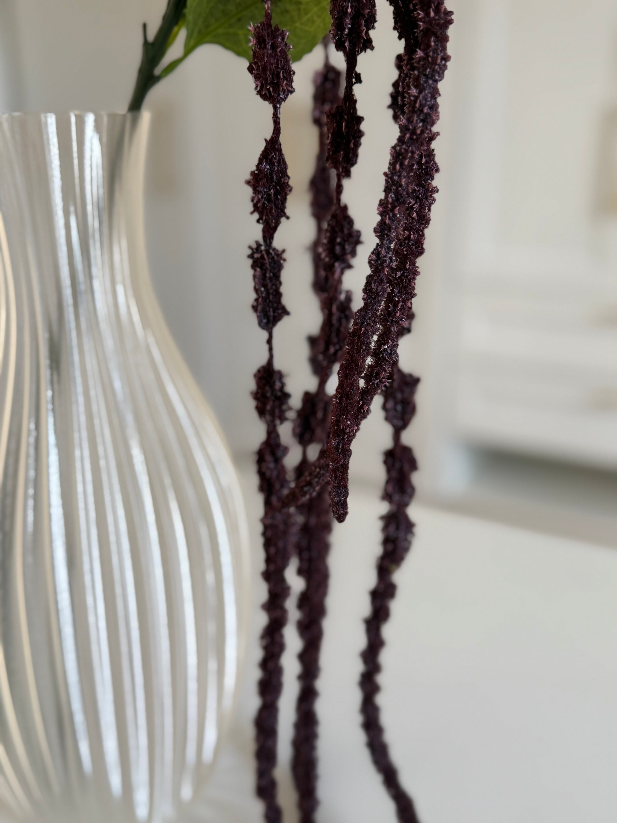 Amaranthus Caudatus Lang - Lilla