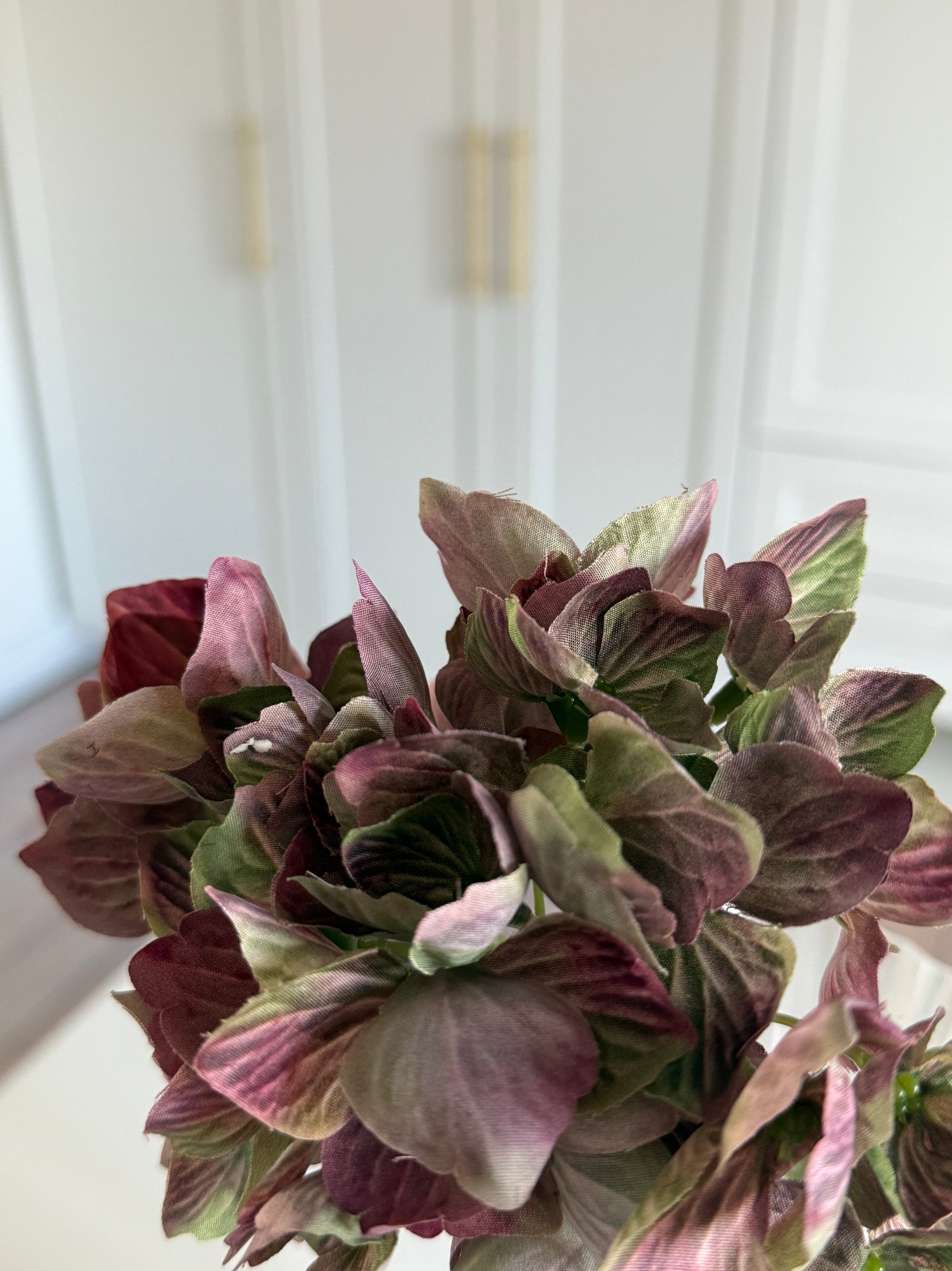 Hortensia Mini - Brun