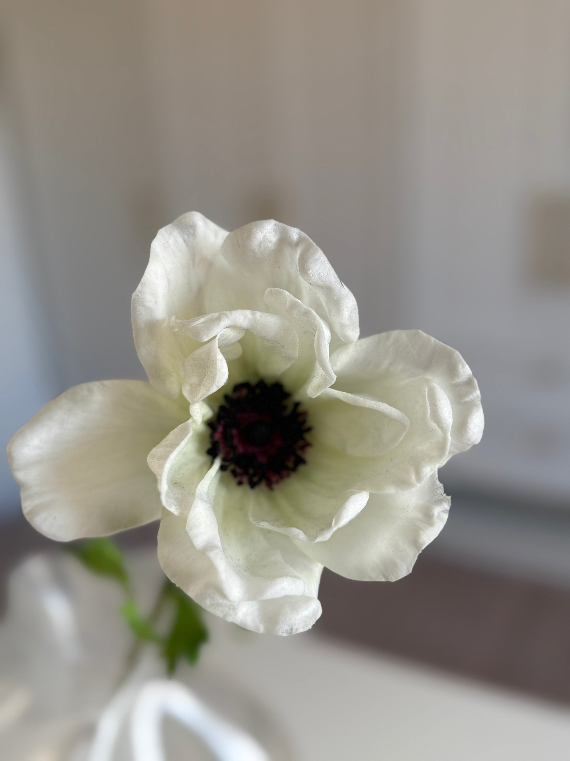 Anemone - Hvid