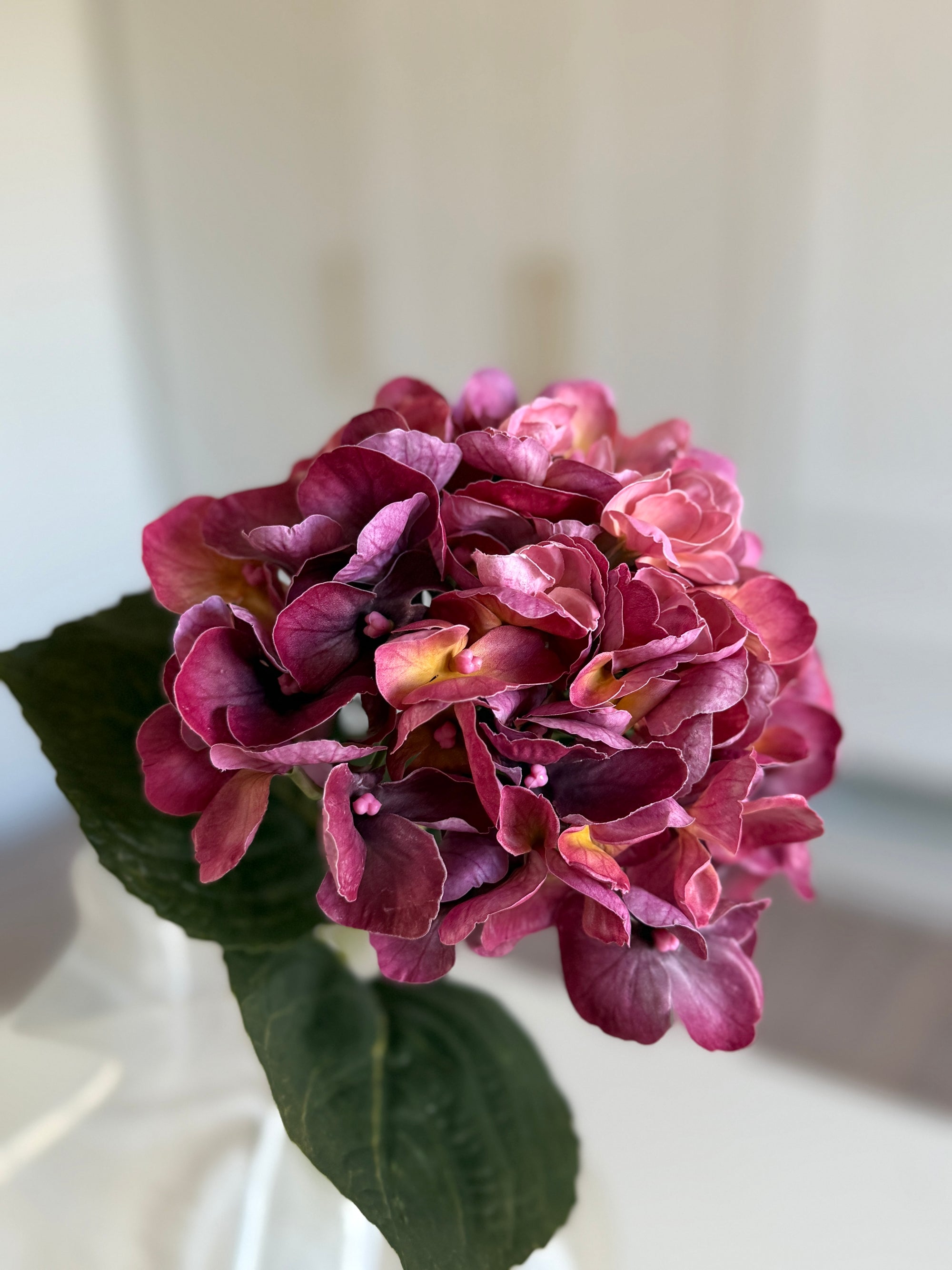 Hortensia Lille - Burgundy