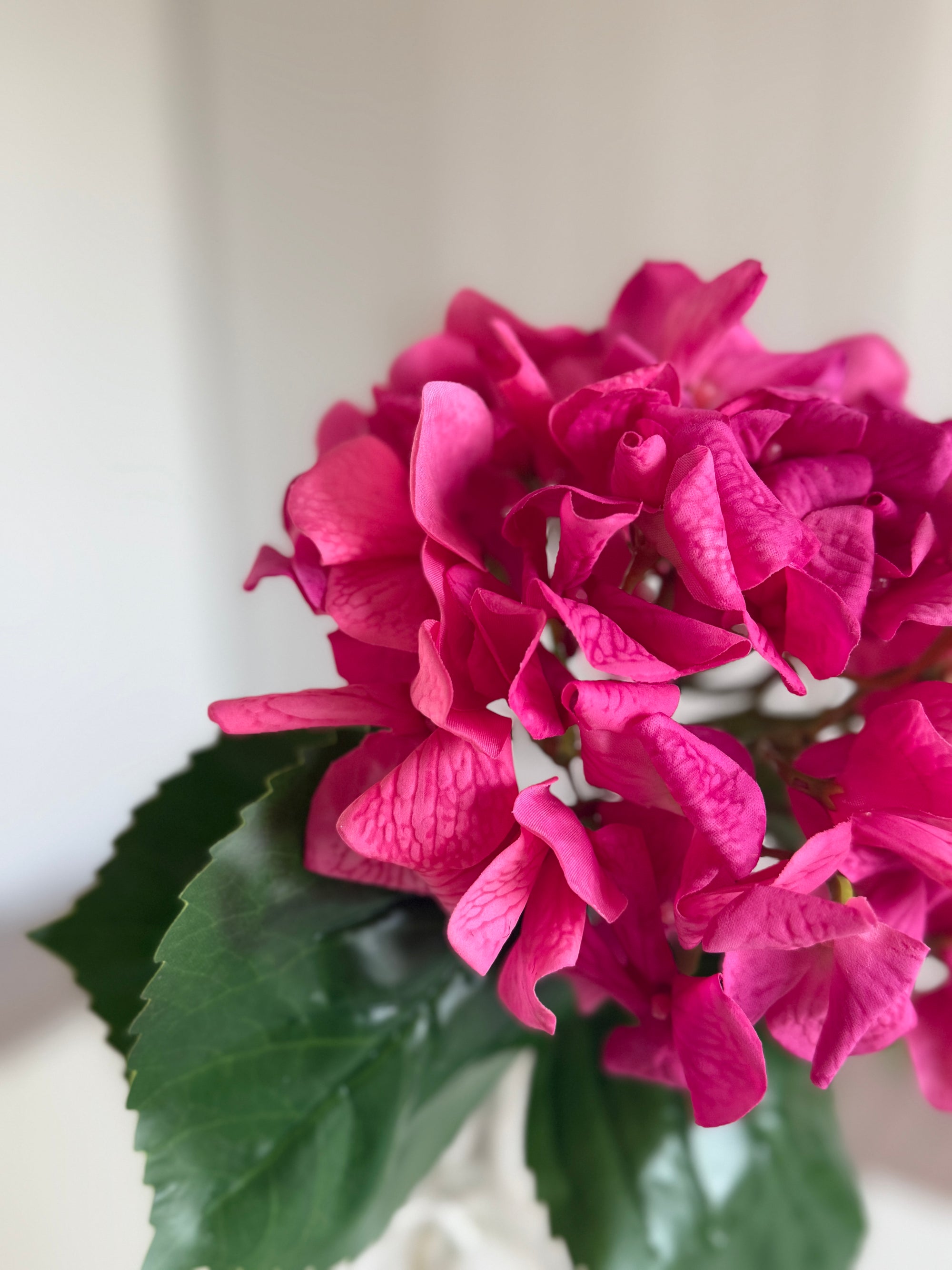 Hortensia Ruffle - Pink