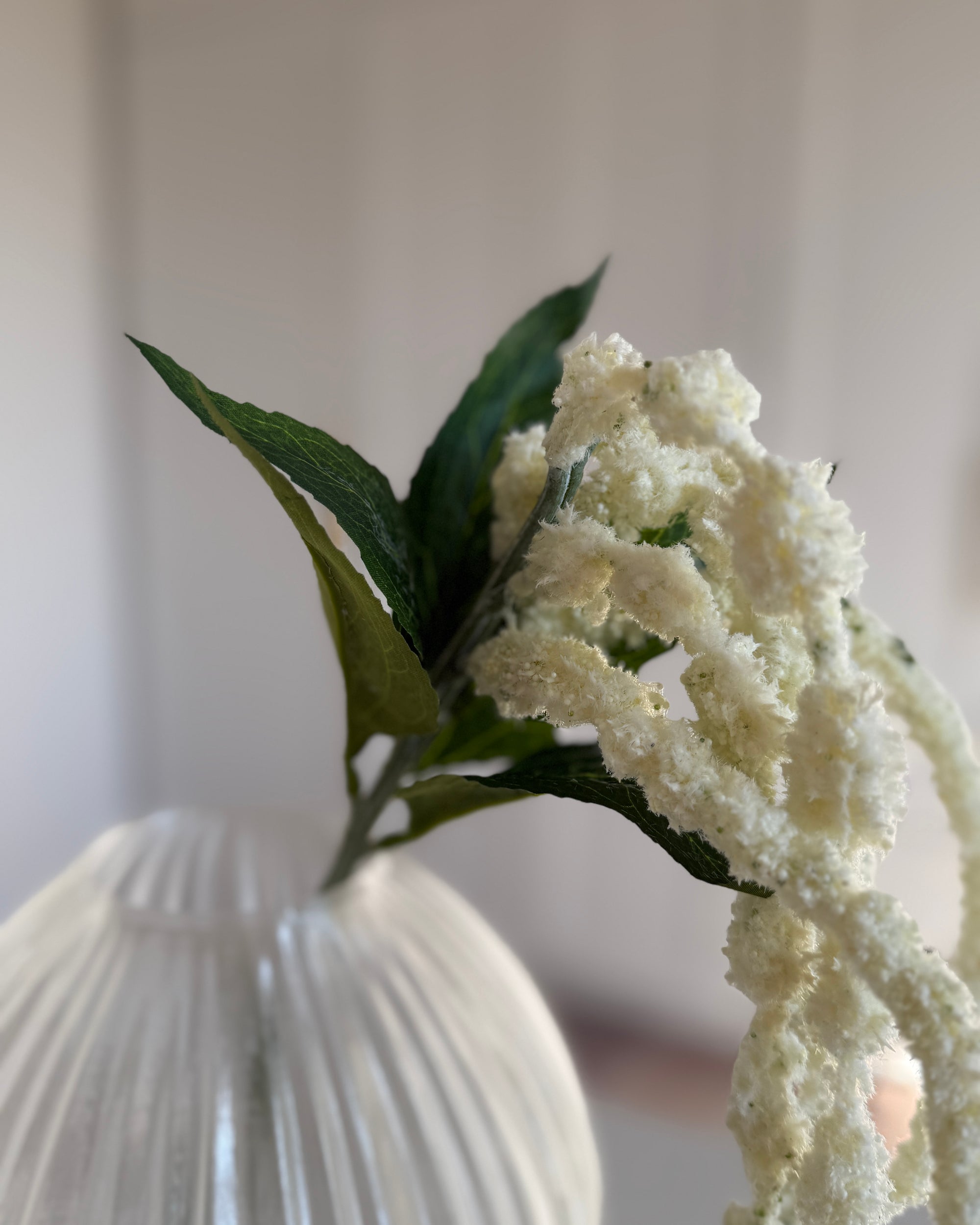 Amaranthus Caudatus Lang - Hvid