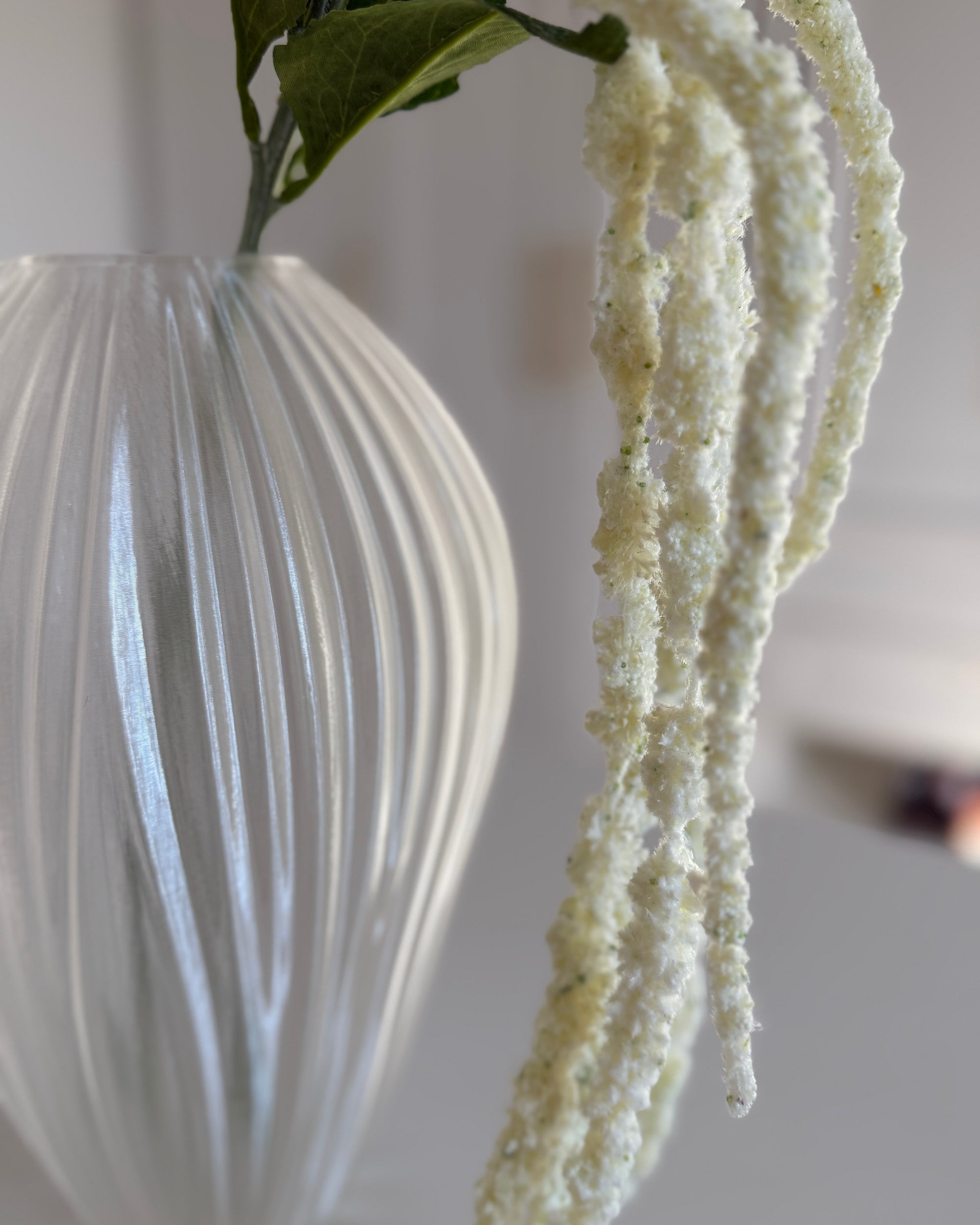 Amaranthus Caudatus Lang - Hvid