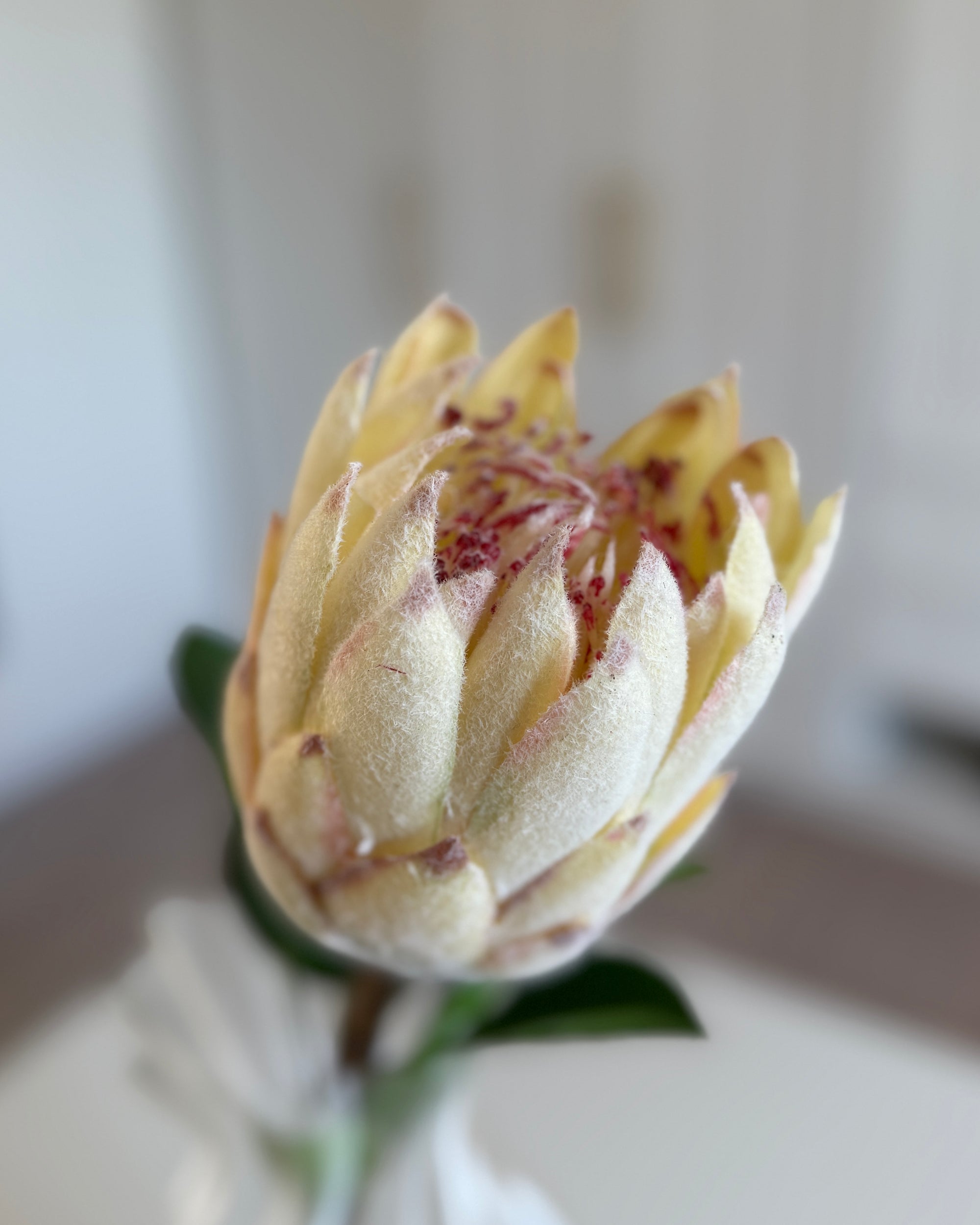 Protea Dusty - Champagne