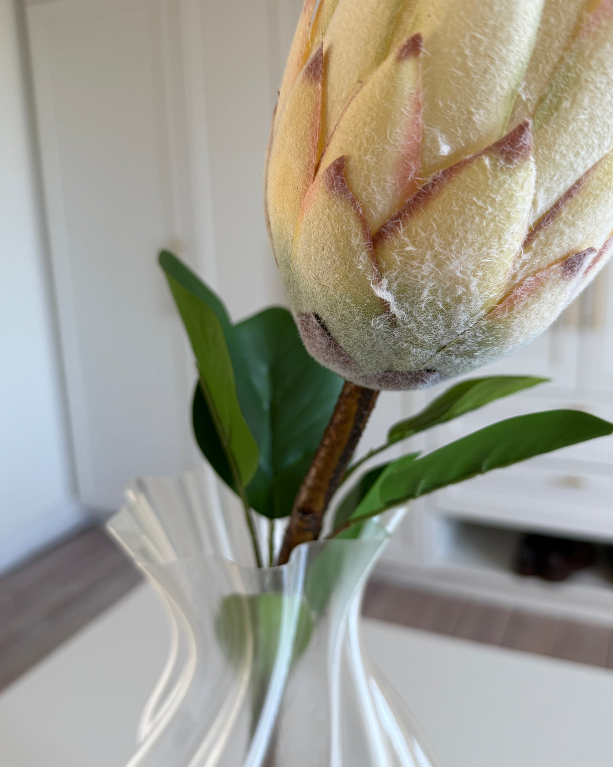 Protea Dusty - Champagne