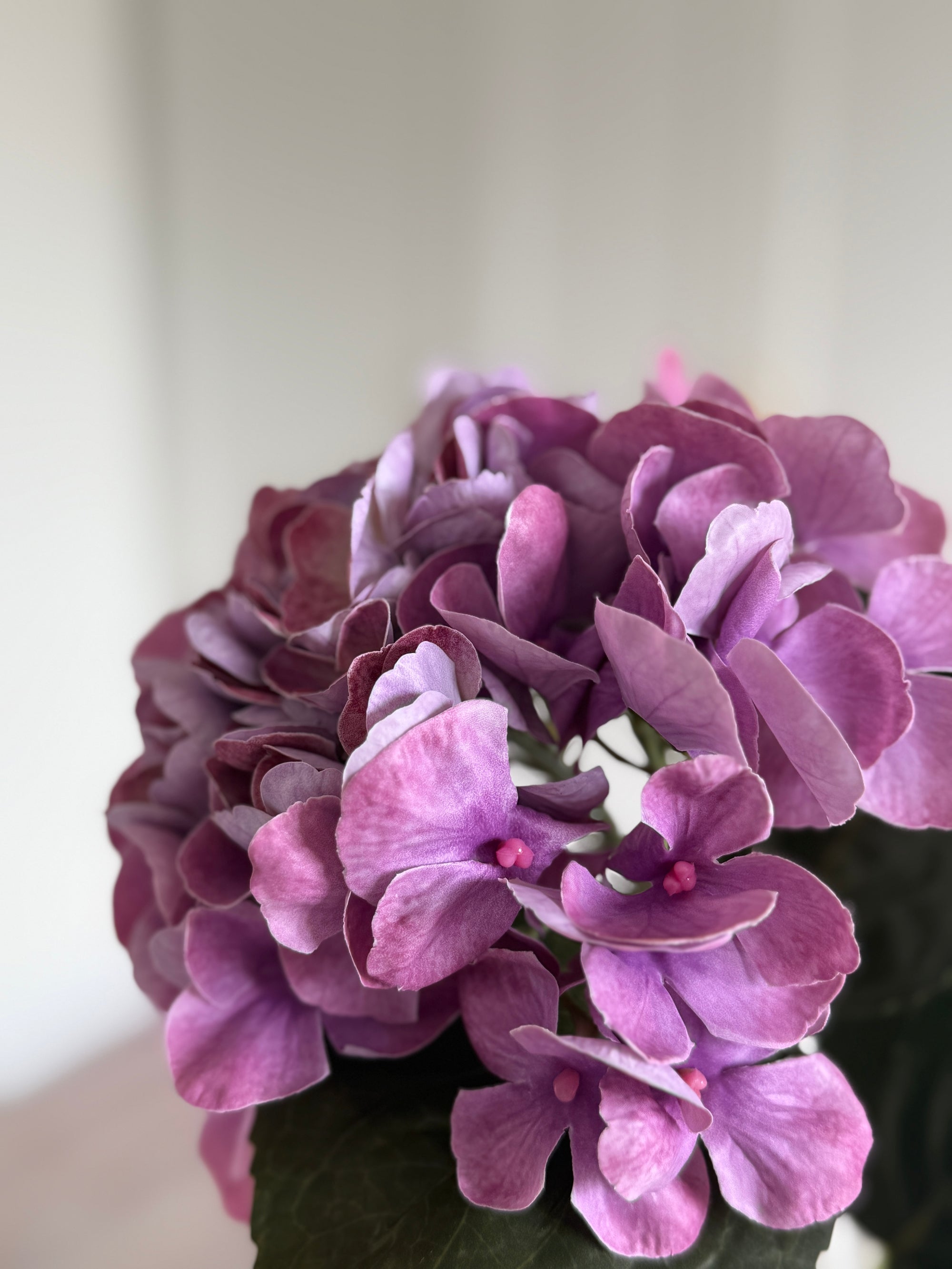 Hortensia Lille - Lys lilla