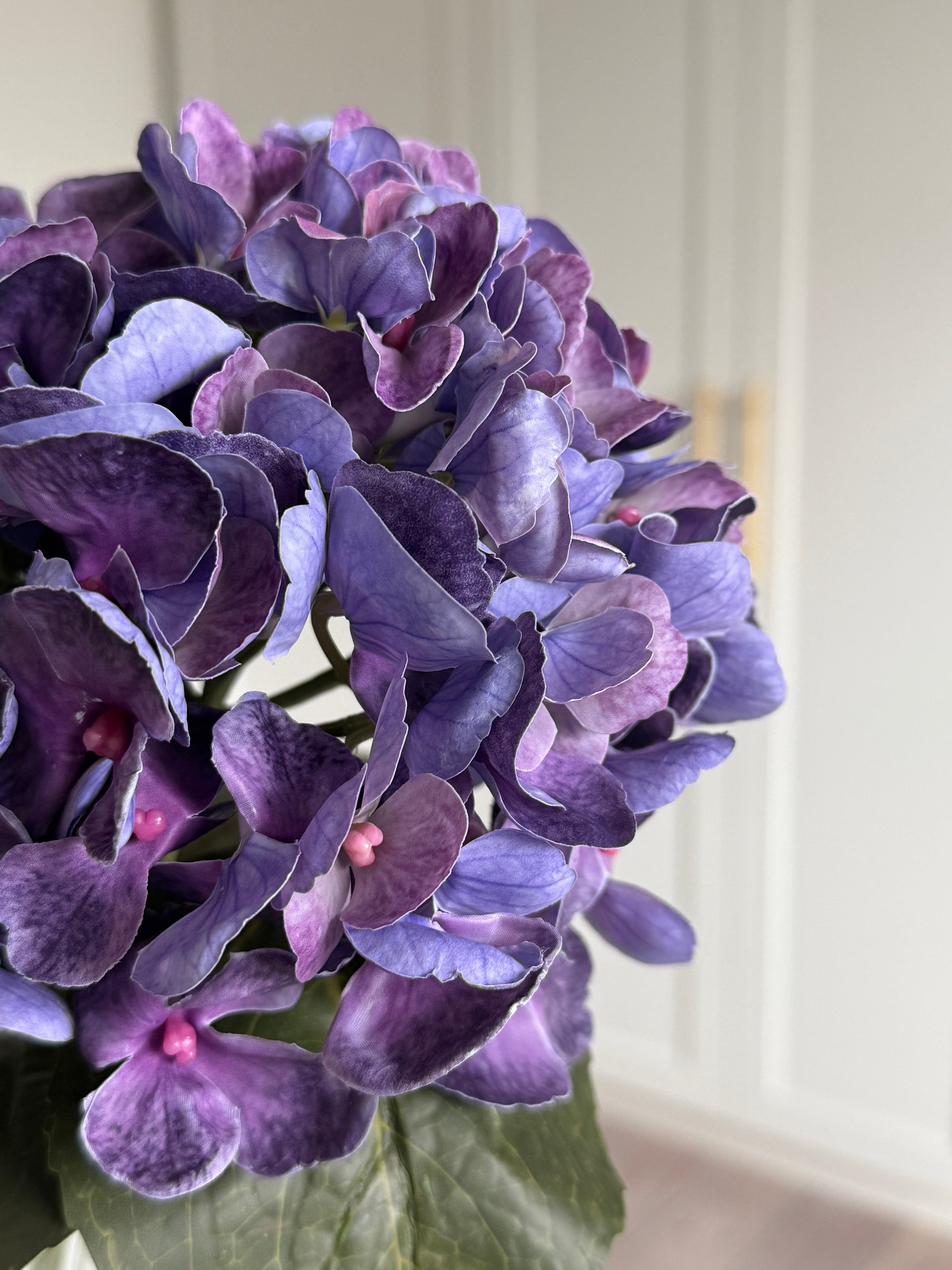 Hortensia Lille - Lilla
