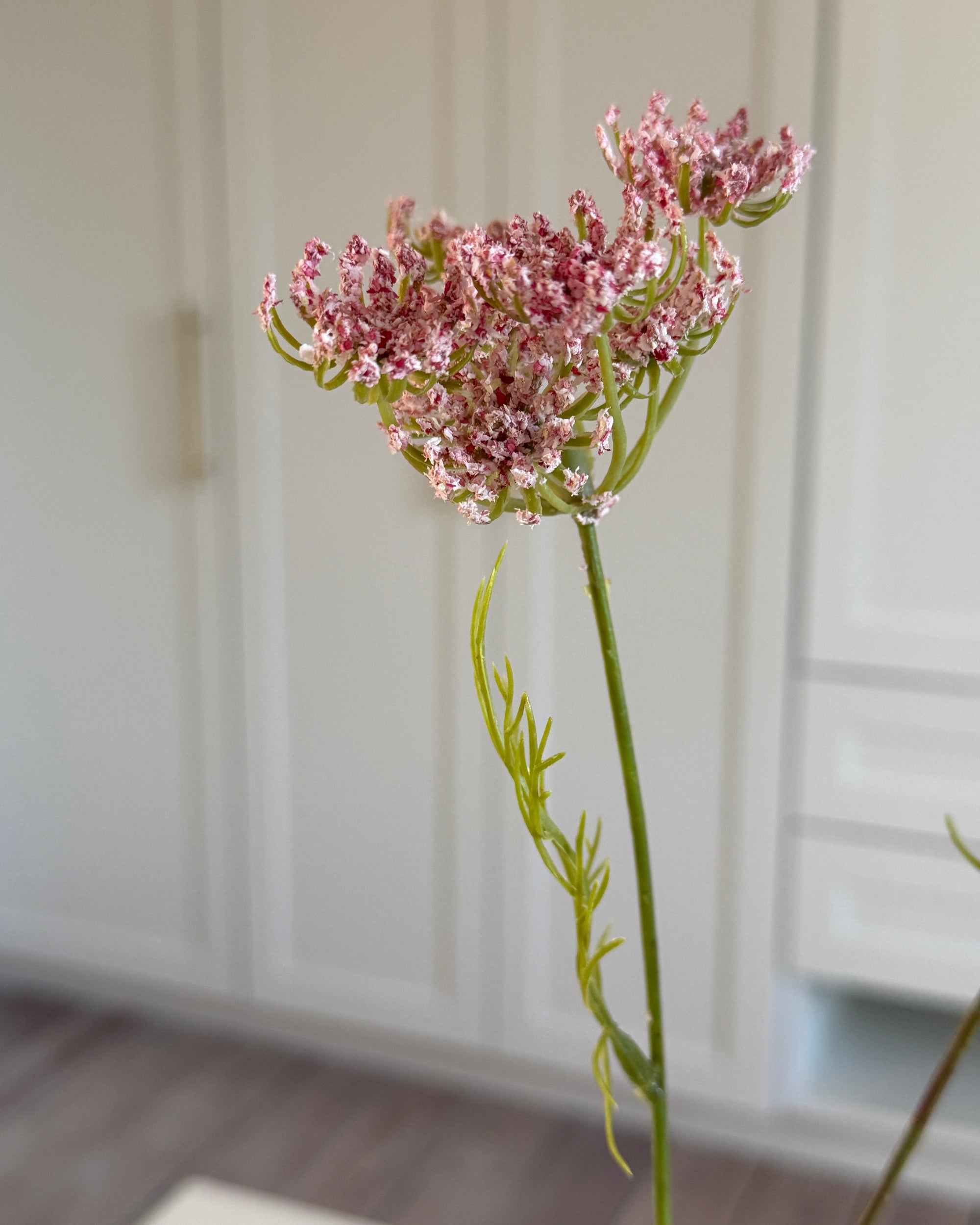 Gulerodsblomst - Lyserød