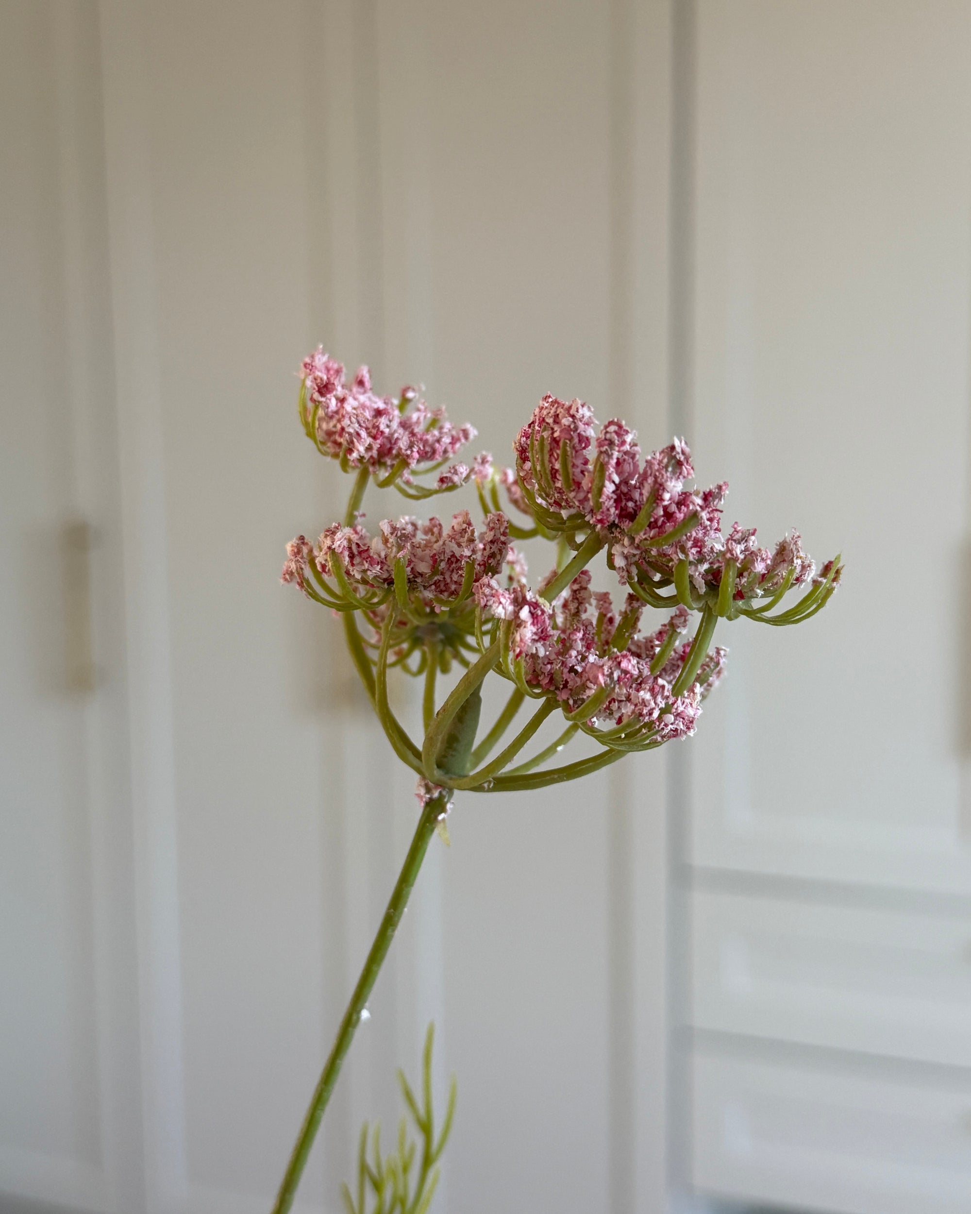 Gulerodsblomst - Lyserød