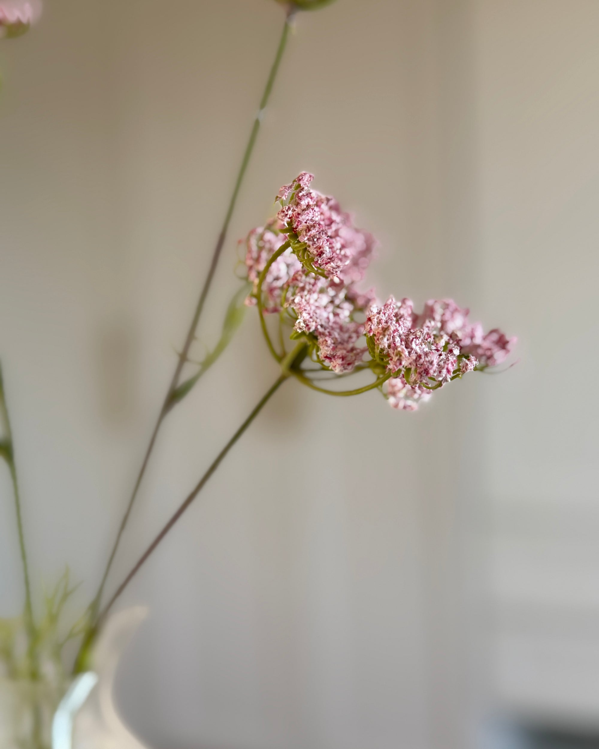 Gulerodsblomst - Lyserød
