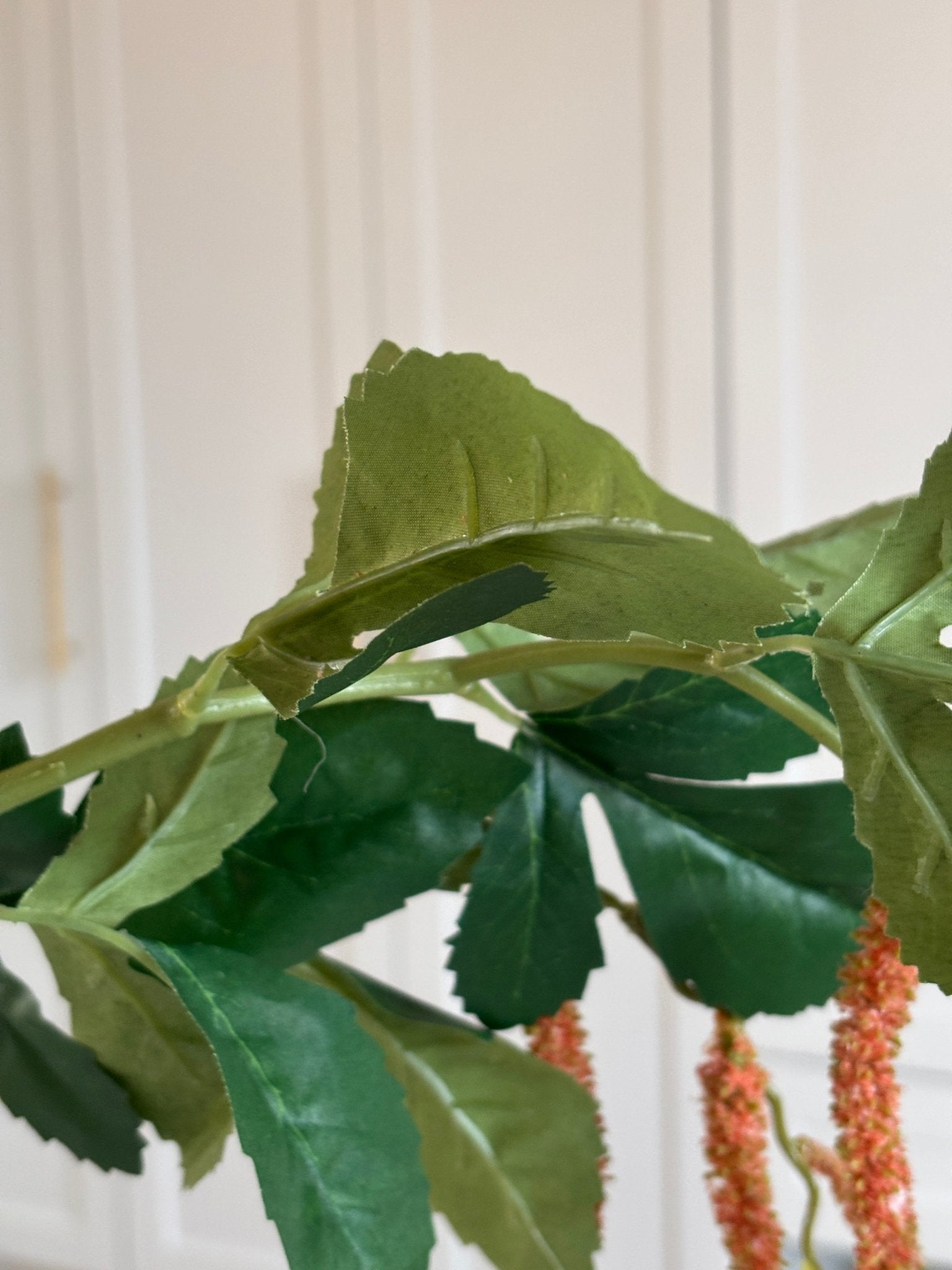 Amaranthus Rævehale - Orange - Rare Copenhagen